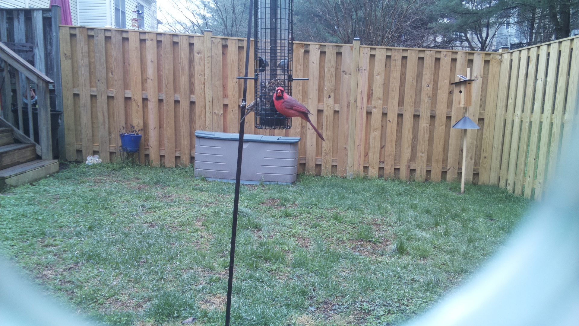 Northern Cardinal