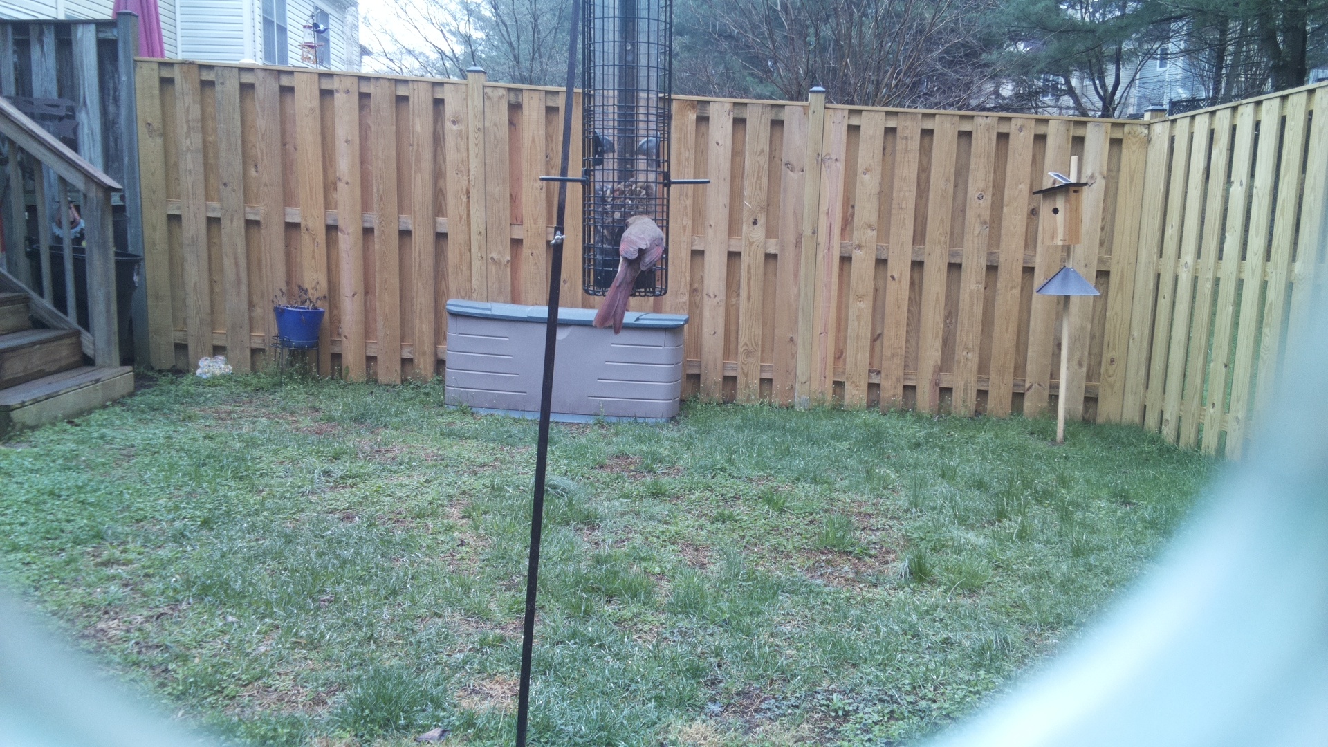 Rose Breasted Cockatoo