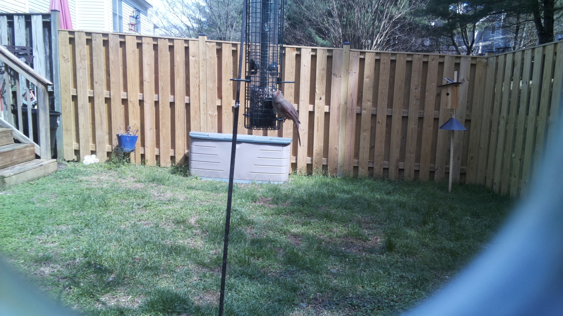 Rose Breasted Cockatoo