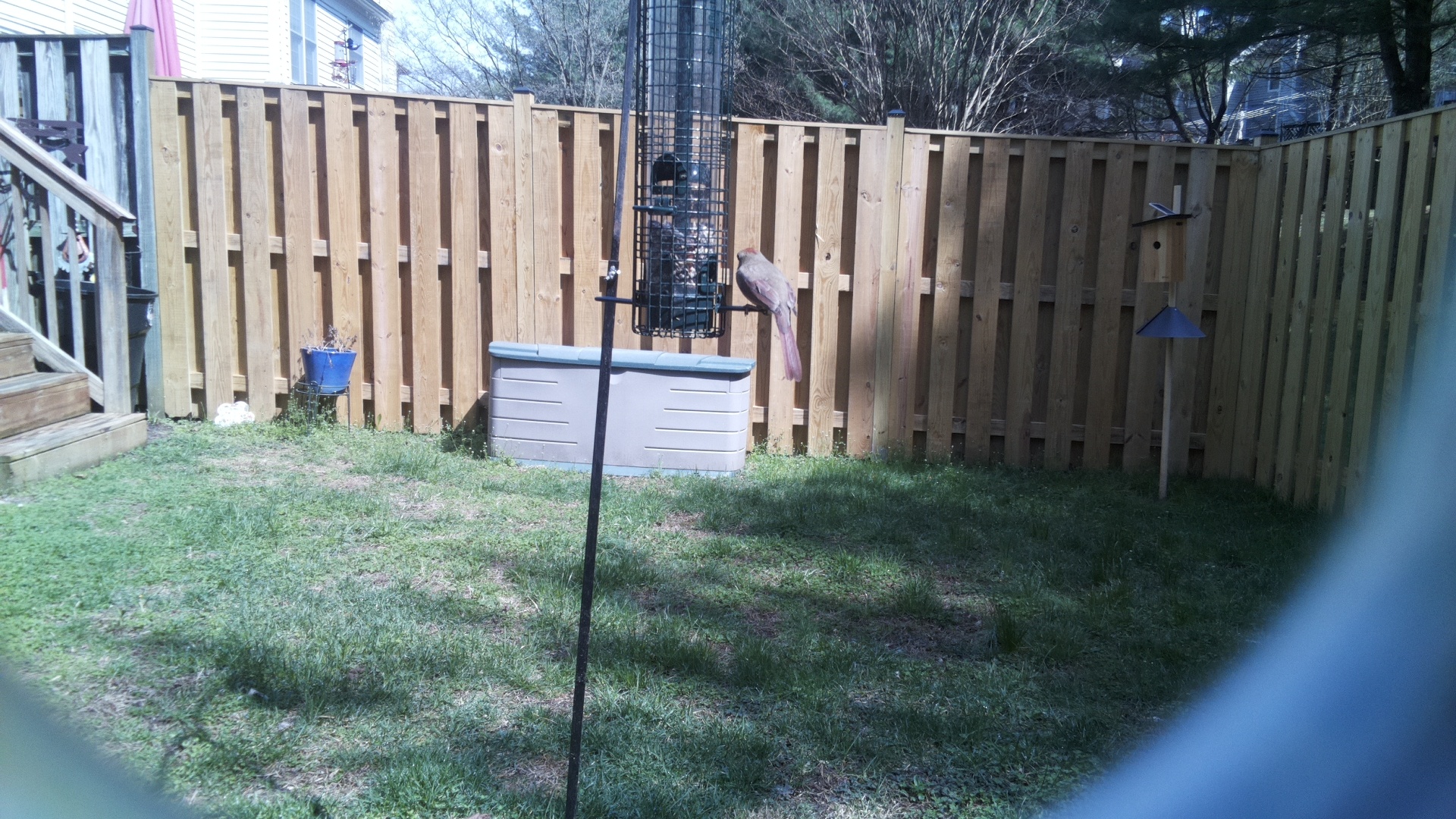 Rose Breasted Cockatoo