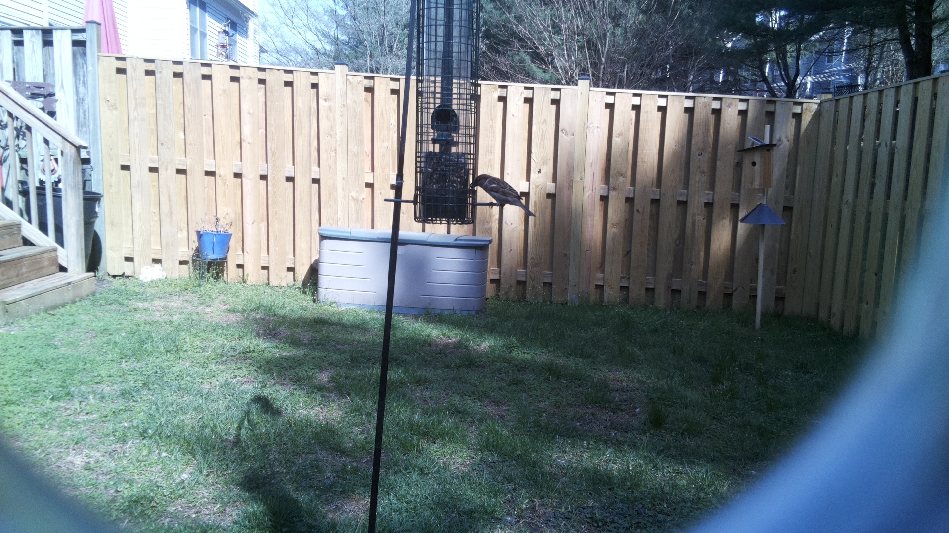Tricolored Blackbird