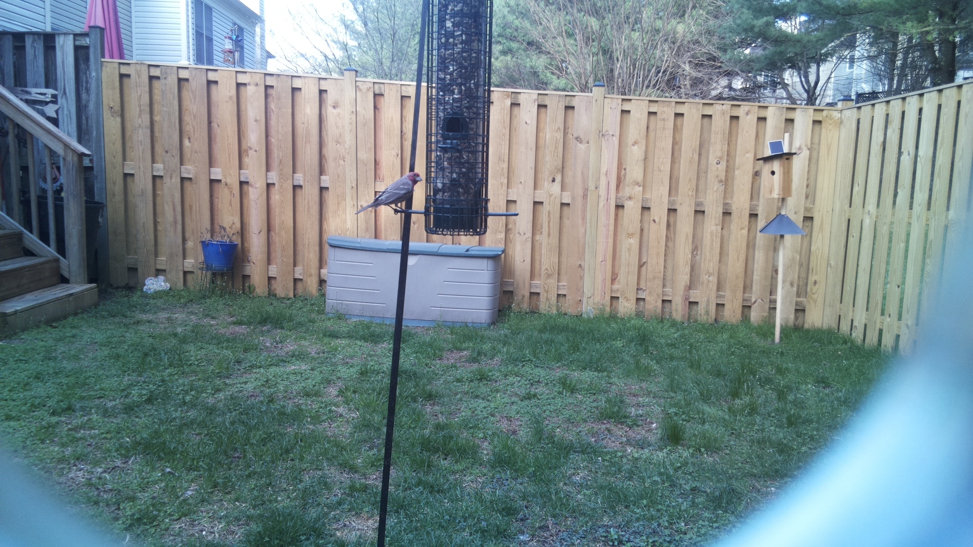 Brown Headed Cowbird