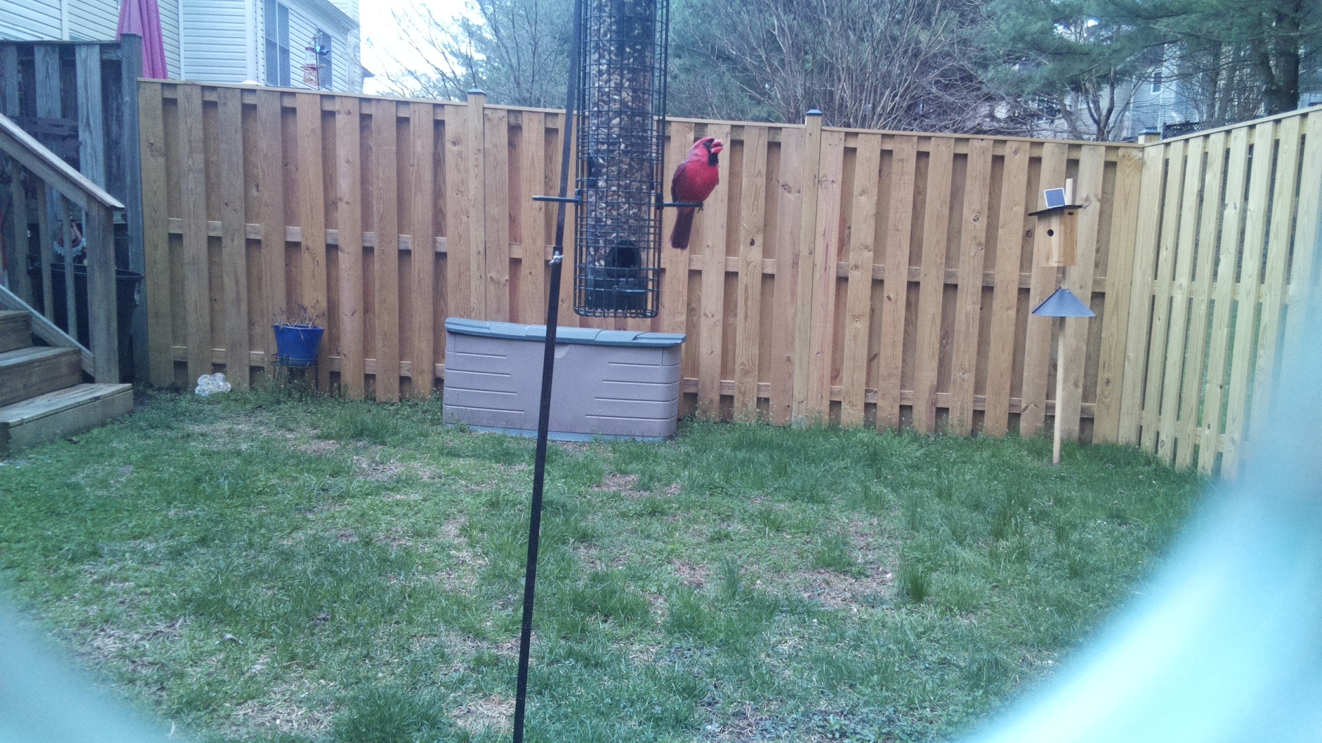 Northern Cardinal