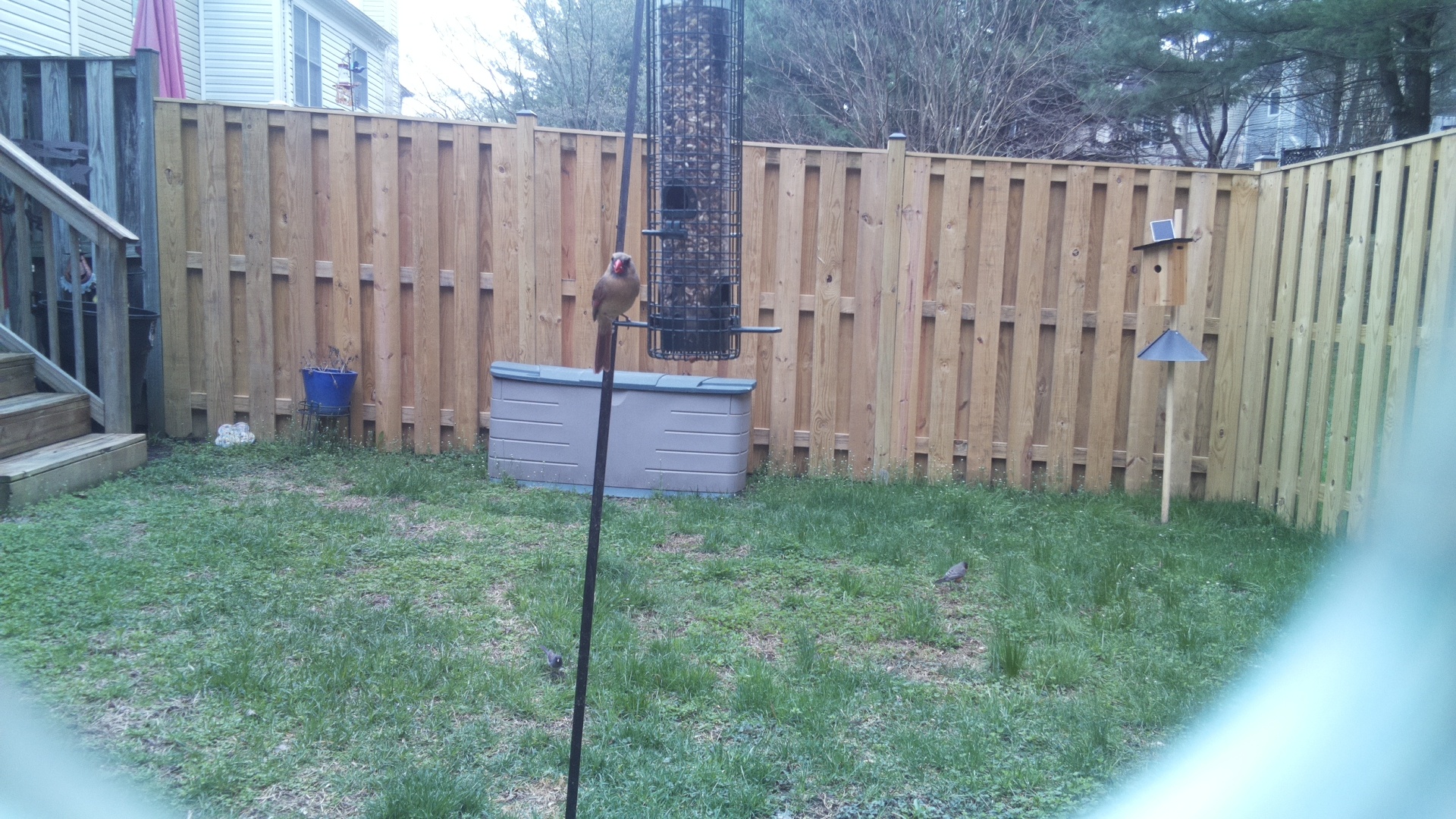 White Cheeked Turaco