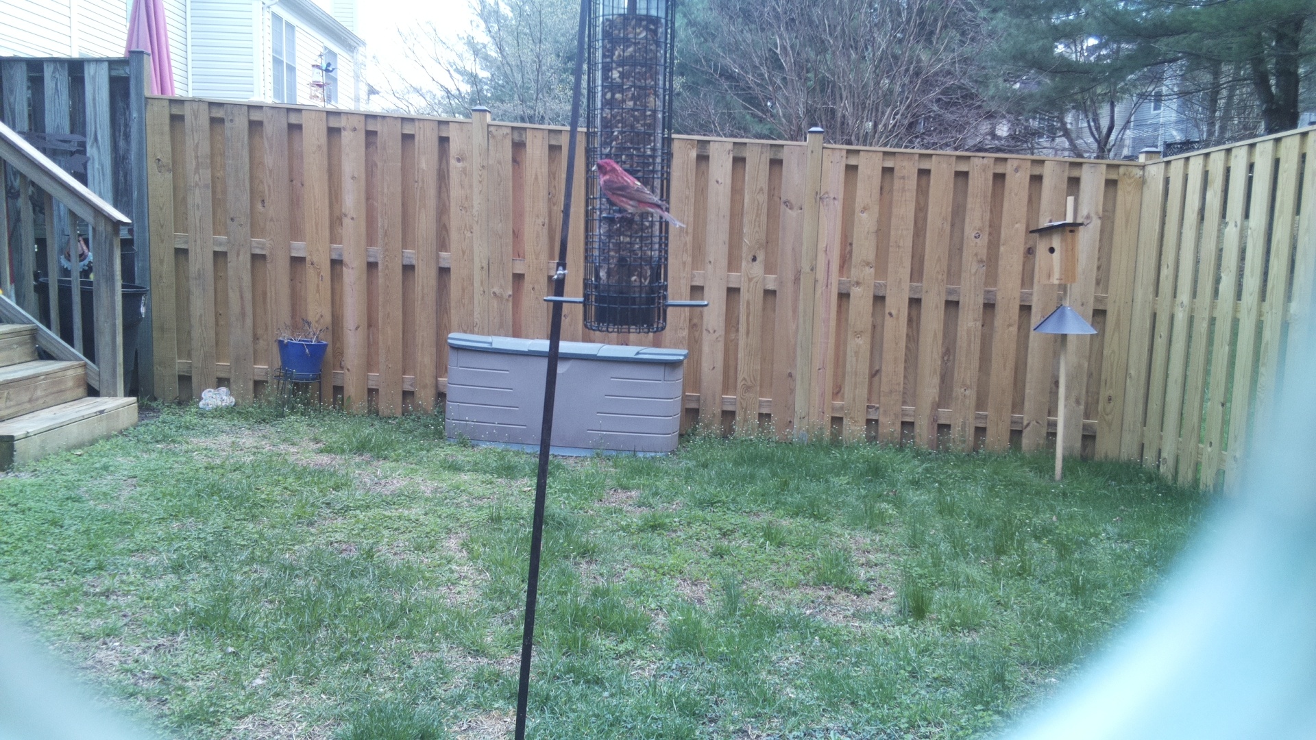 Rose Breasted Cockatoo