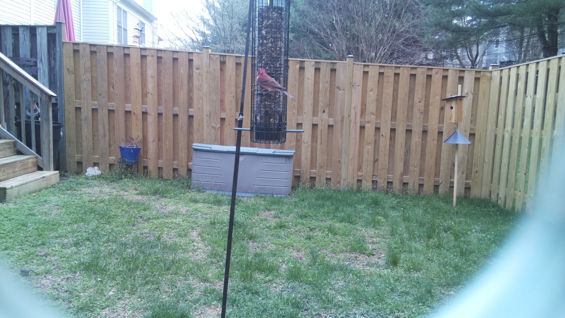 Rose Breasted Cockatoo