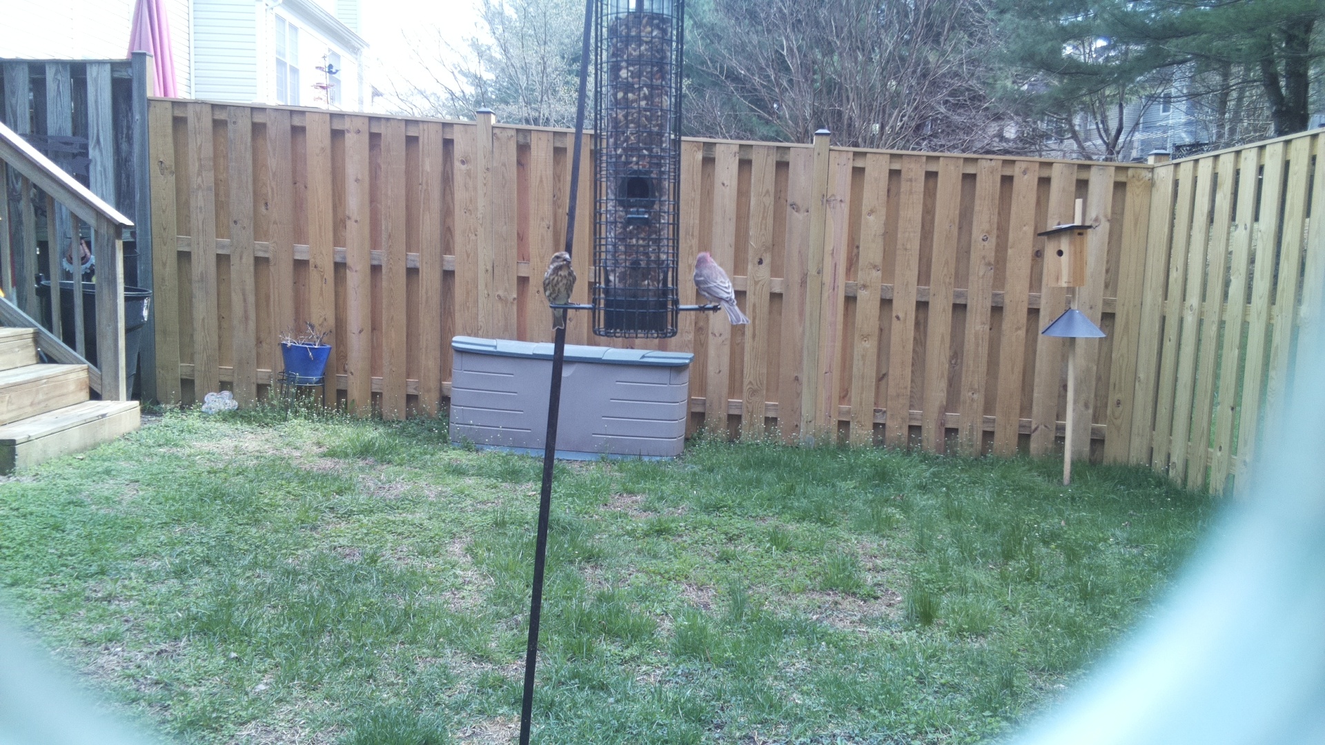 Rose Breasted Cockatoo