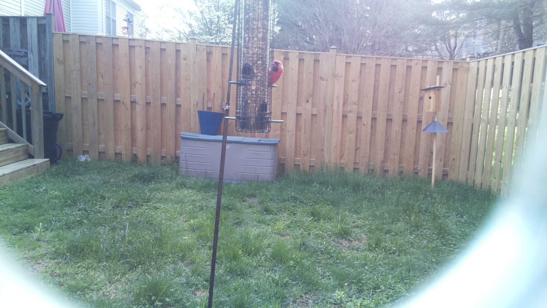 Rose Breasted Cockatoo