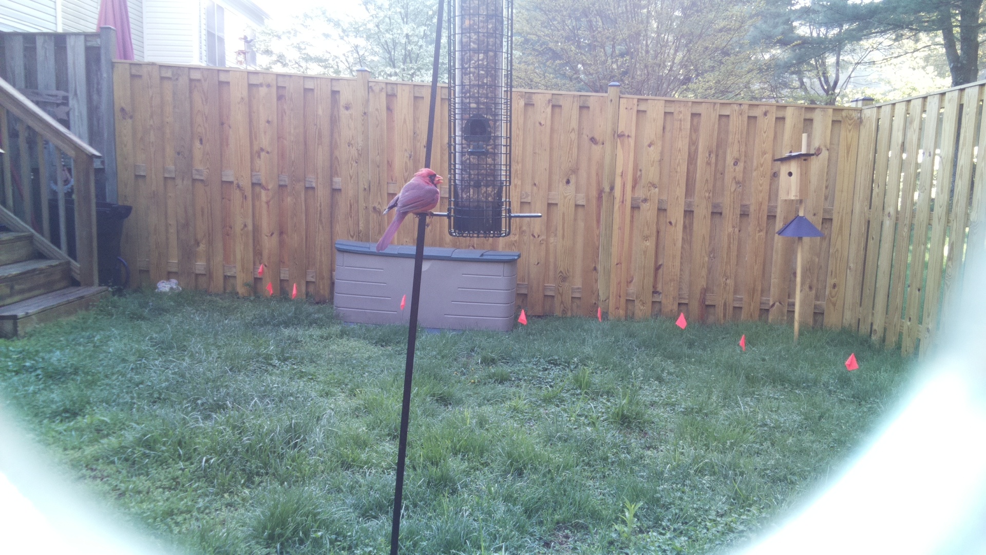 Northern Cardinal