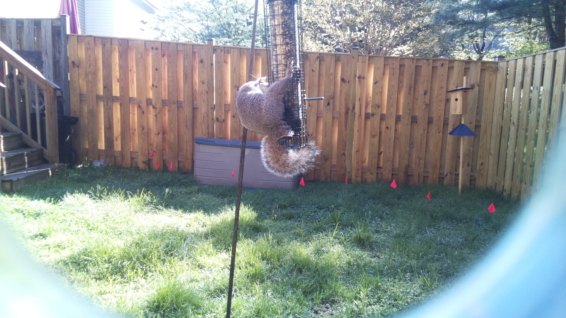 Jacobin Pigeon