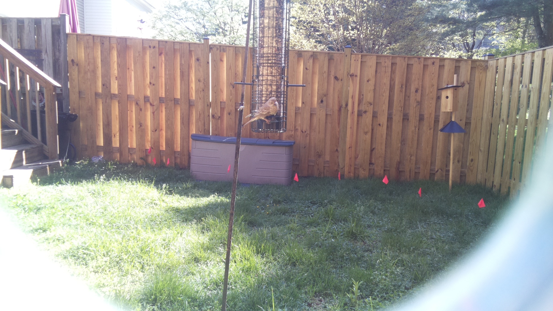 Alberts Towhee