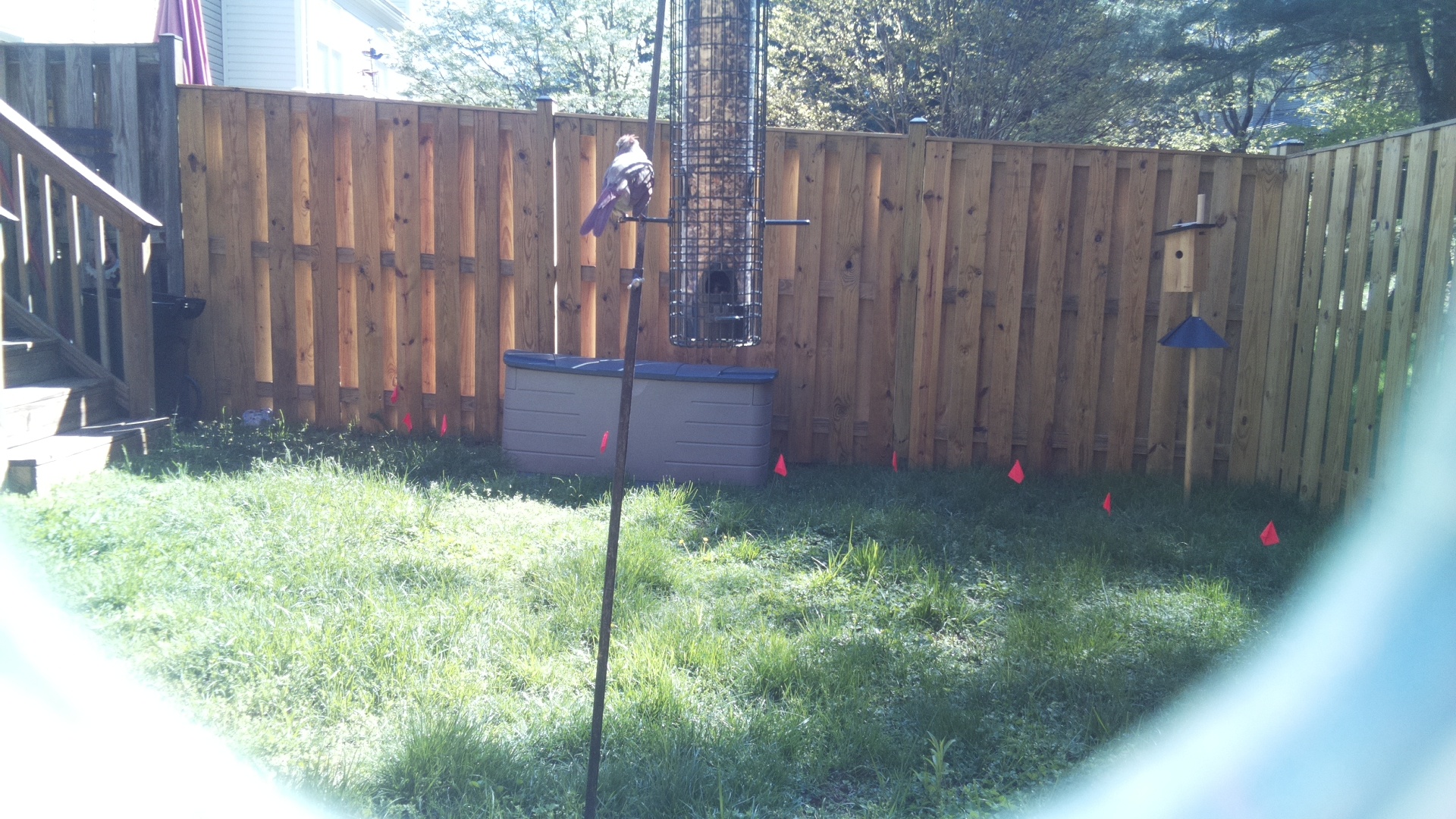 Downy Woodpecker