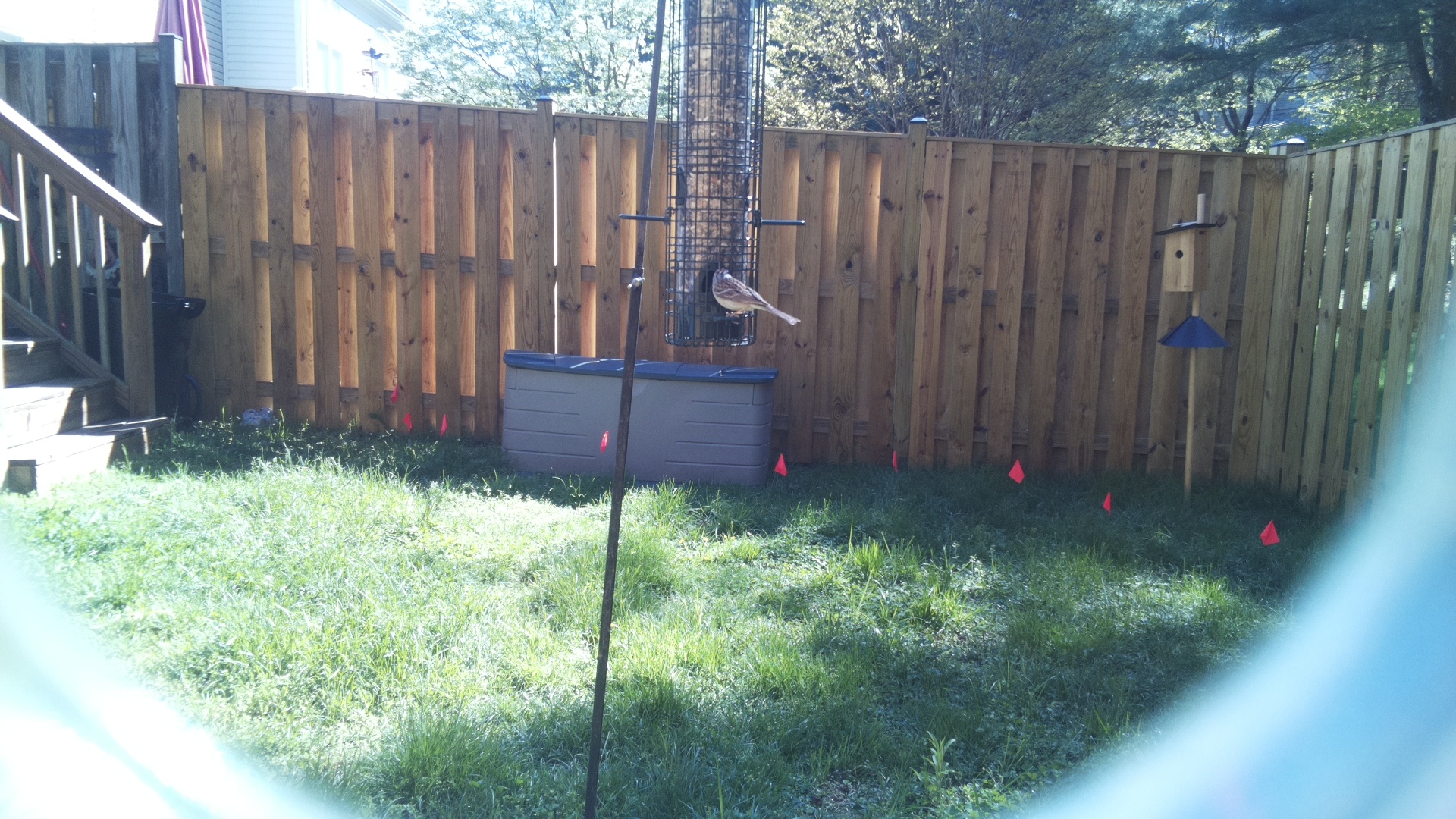 Jacobin Pigeon