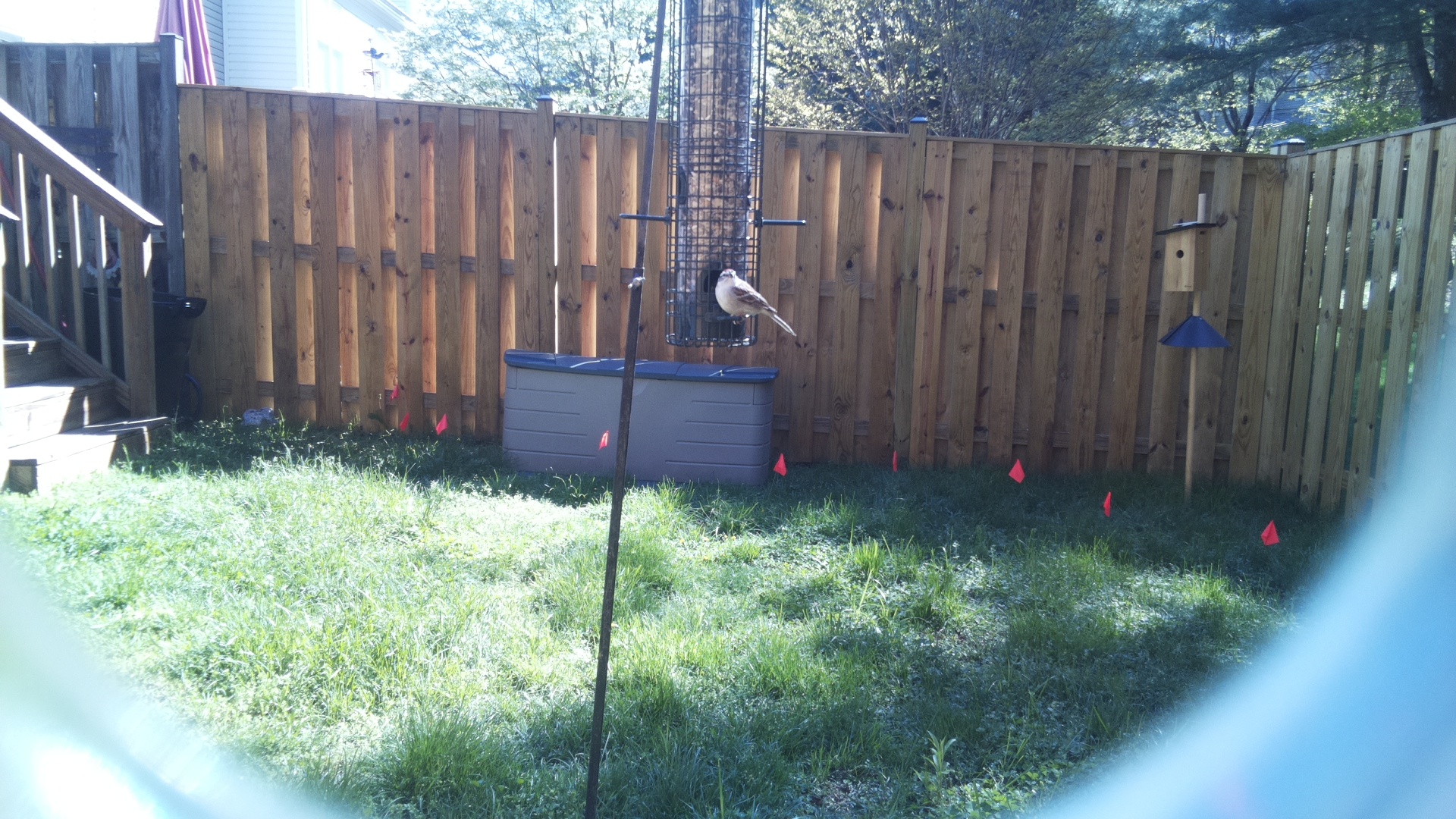 Common House Martin