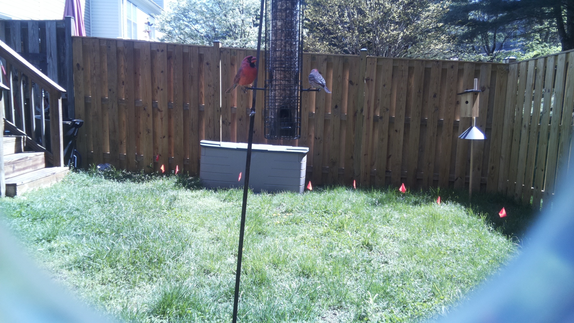 Northern Cardinal