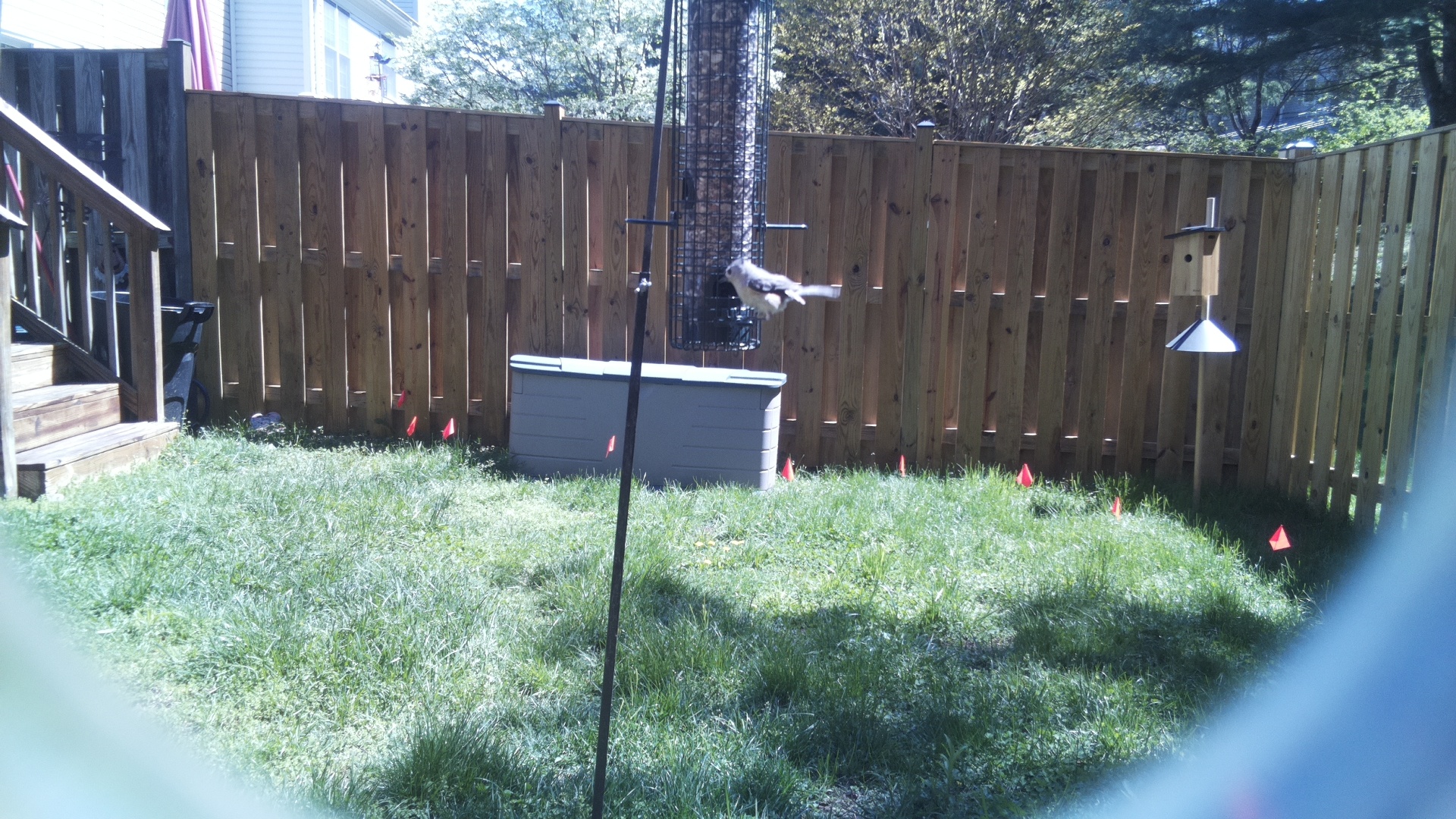 Jacobin Pigeon