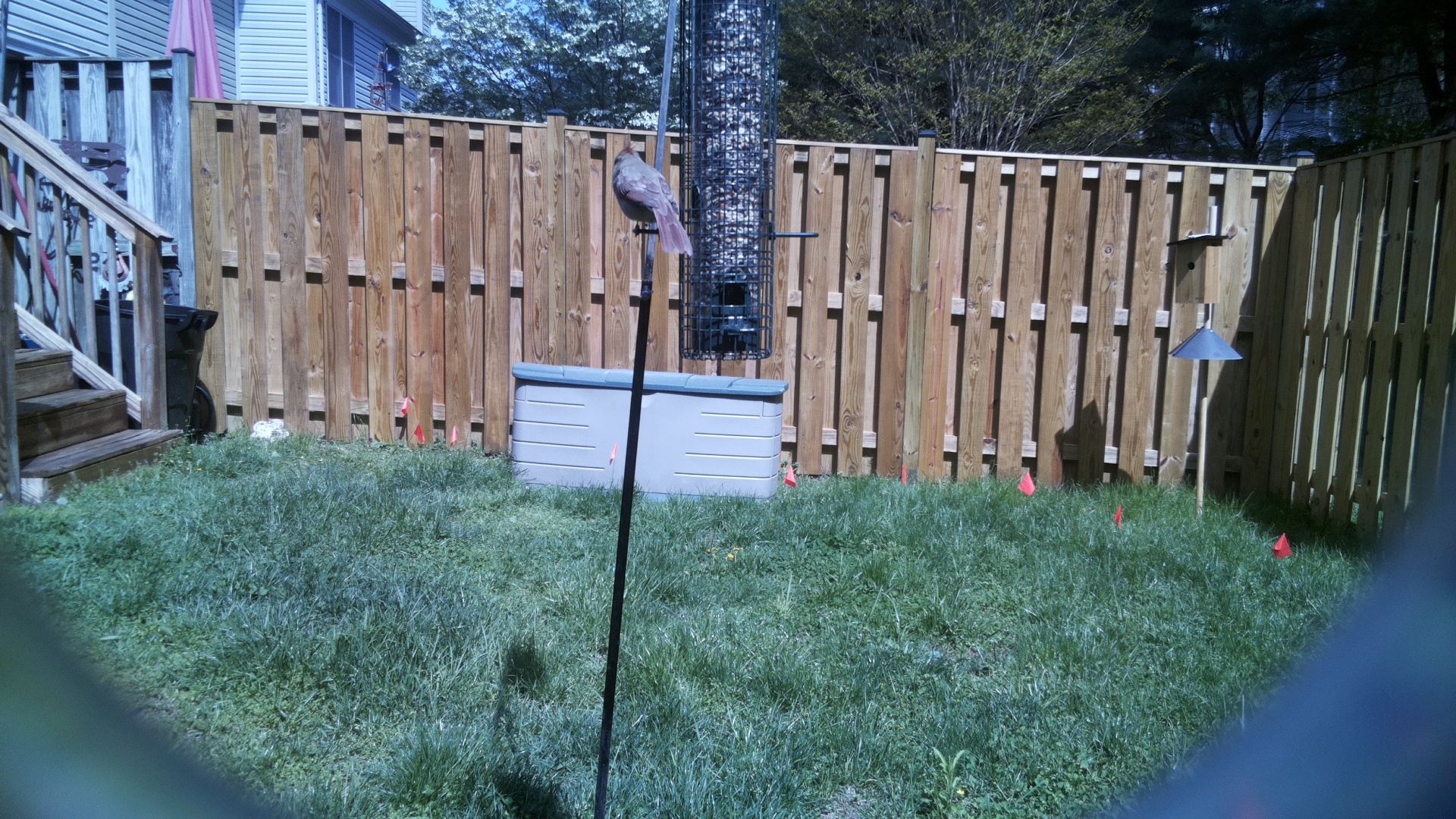 Rose Breasted Cockatoo