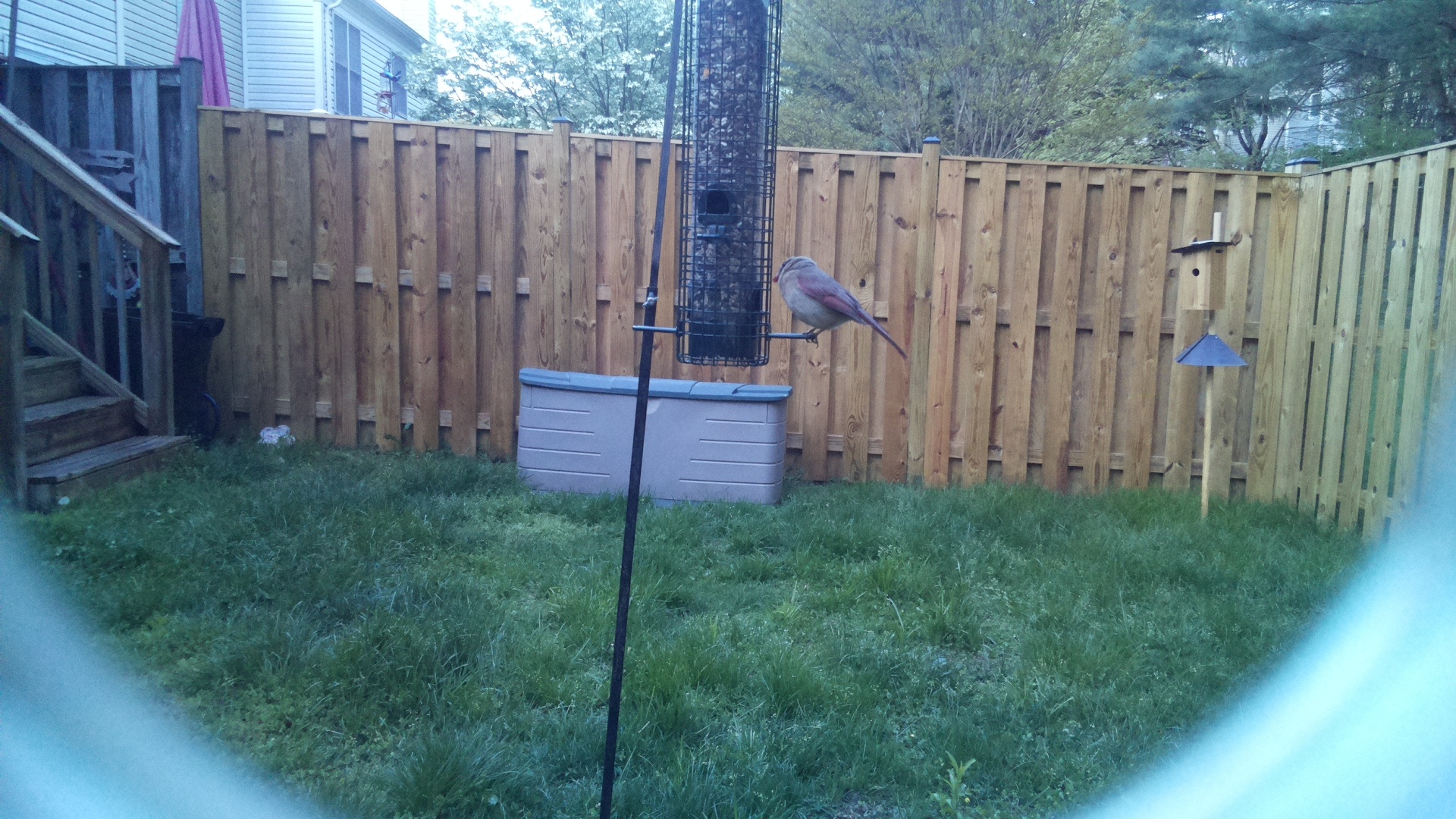 Roseate Spoonbill