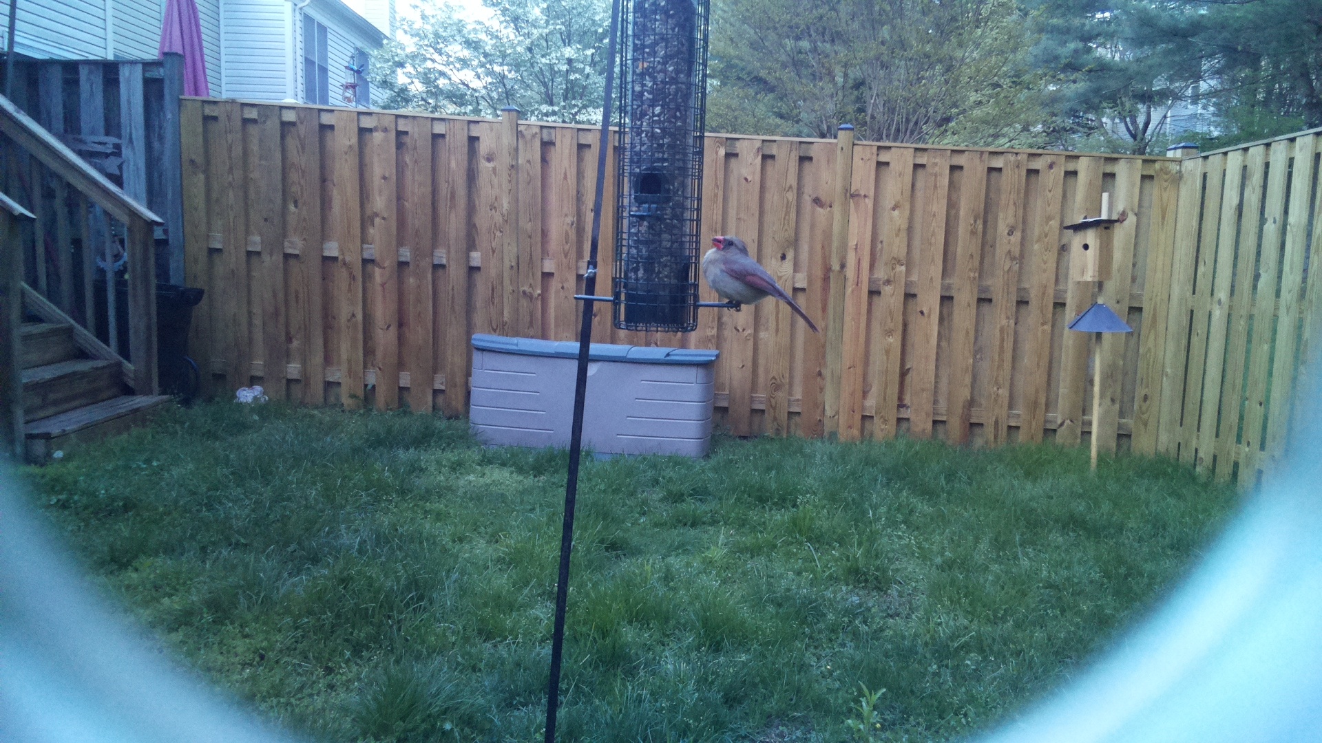 Pyrrhuloxia