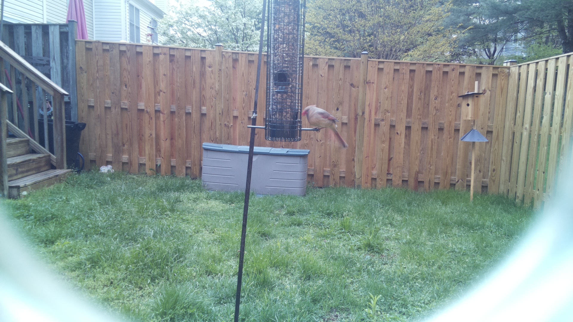 Rose Breasted Cockatoo
