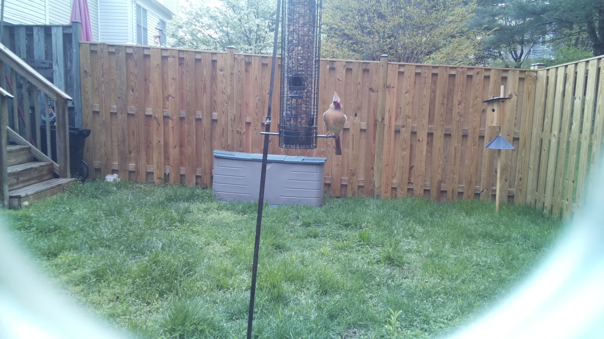 Crested Coua