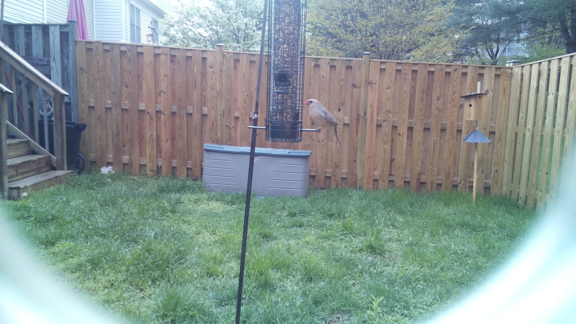 Bearded Reedling