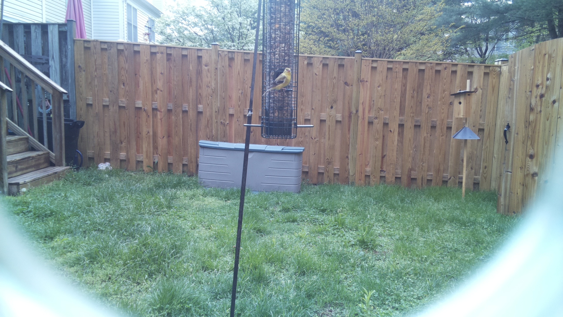 Jacobin Pigeon