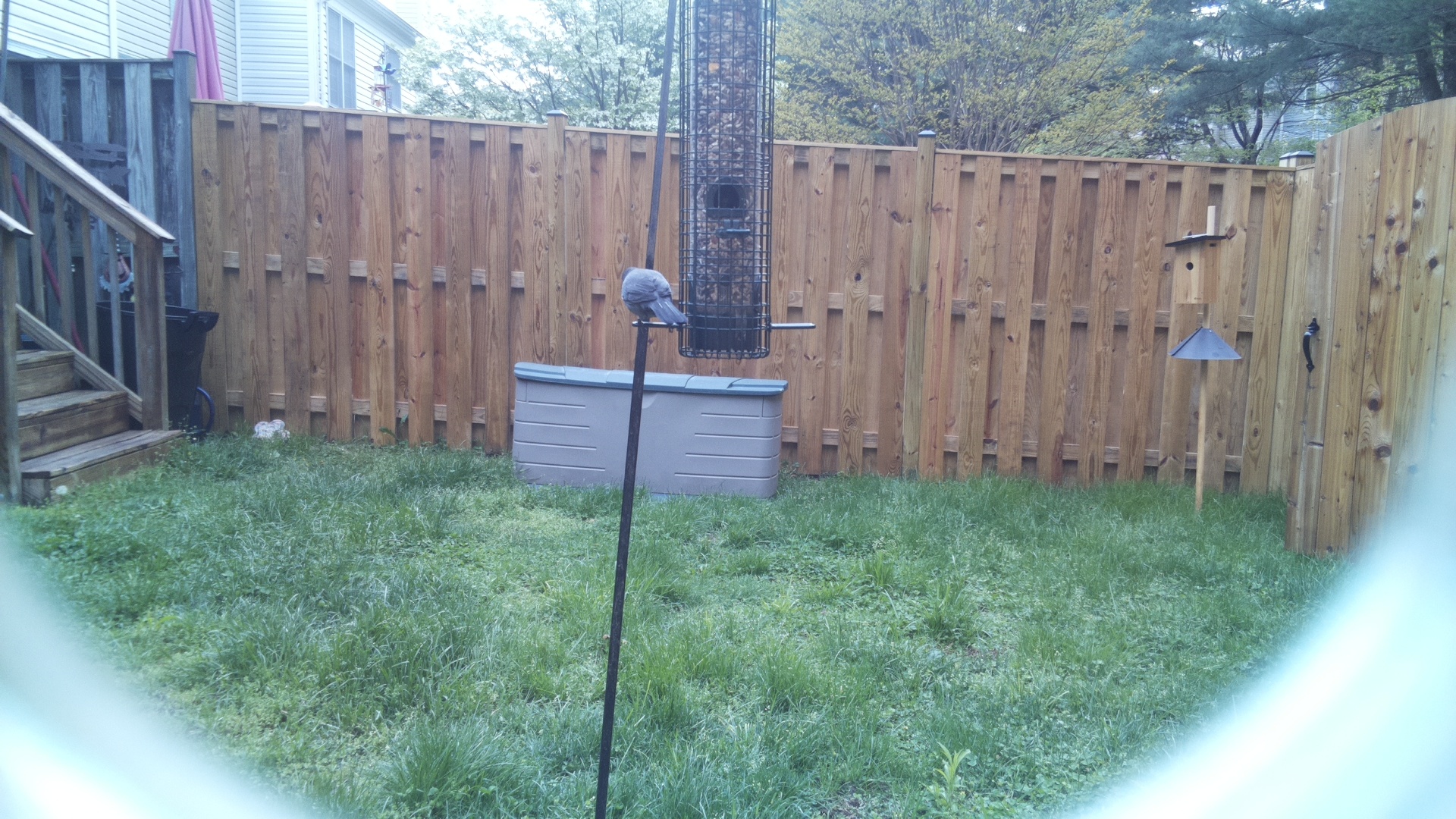 Grey Cuckooshrike
