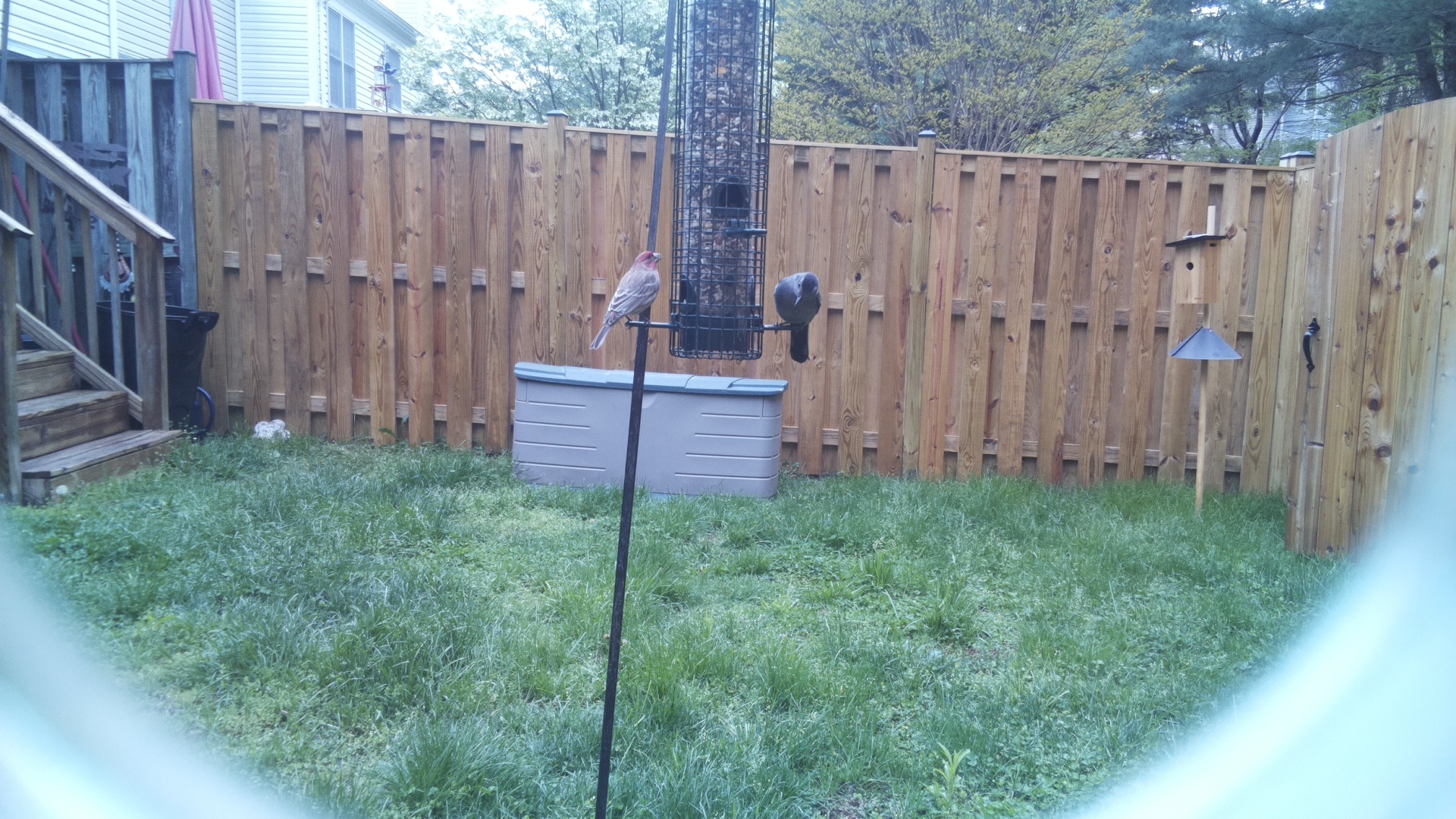 House Finch