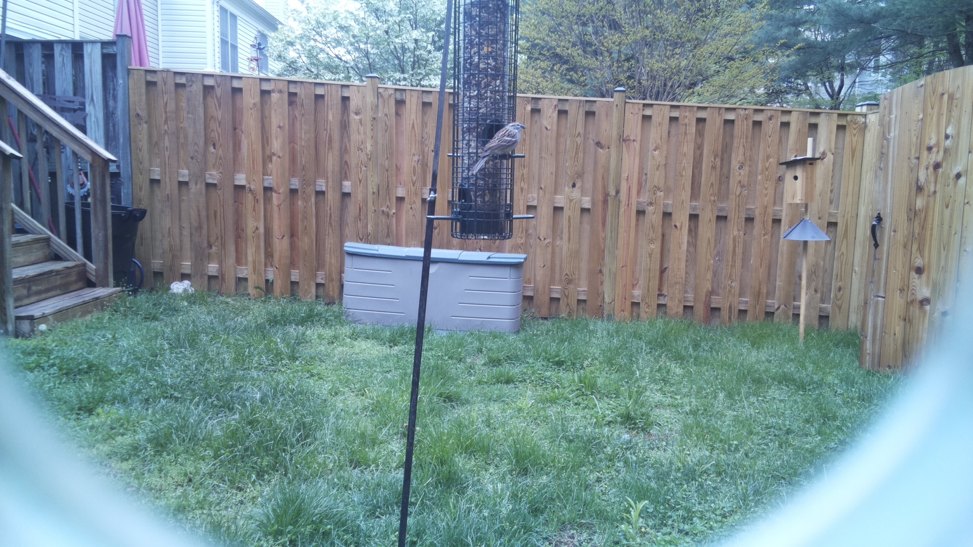 Chipping Sparrow
