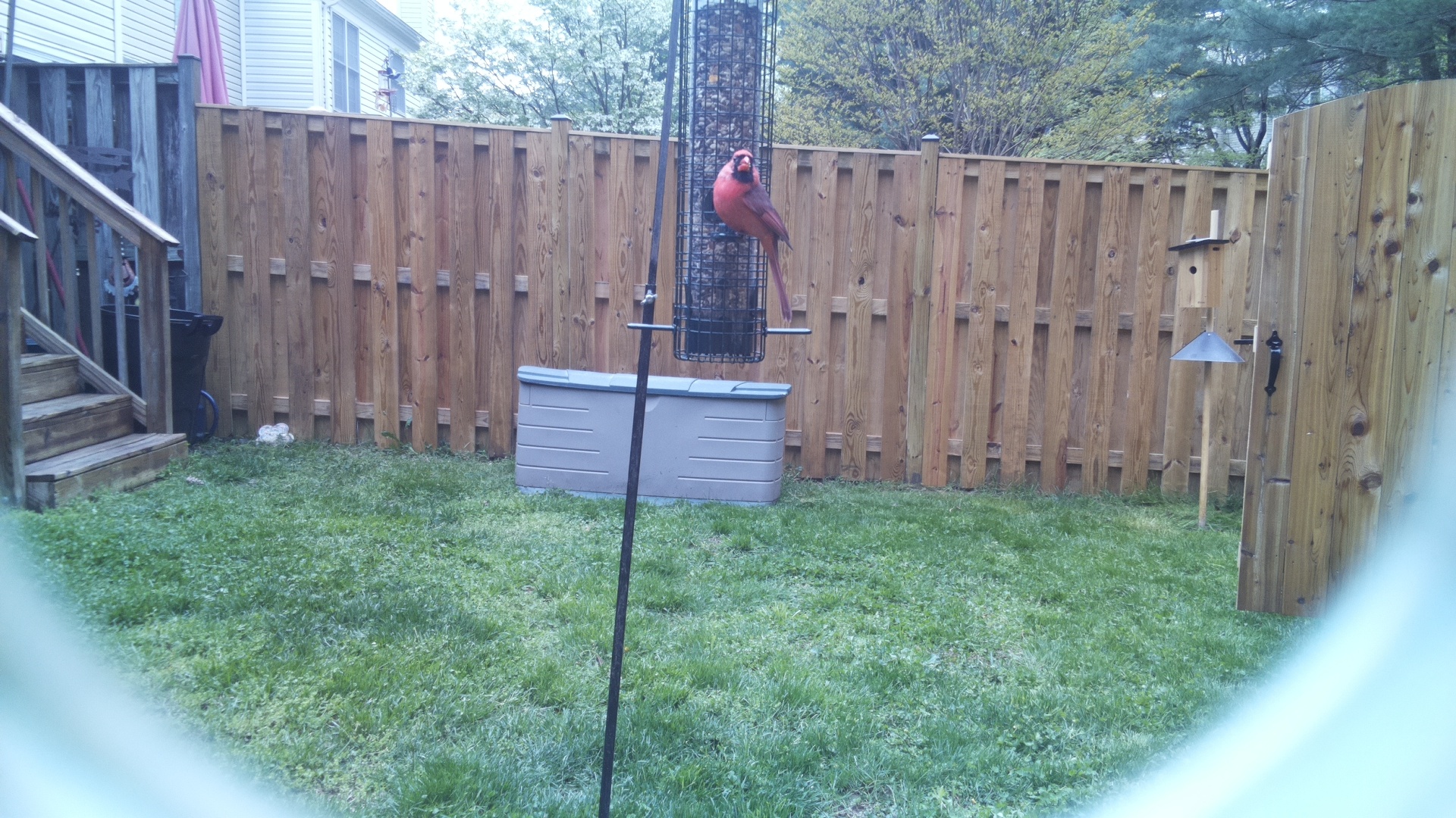 American Flamingo