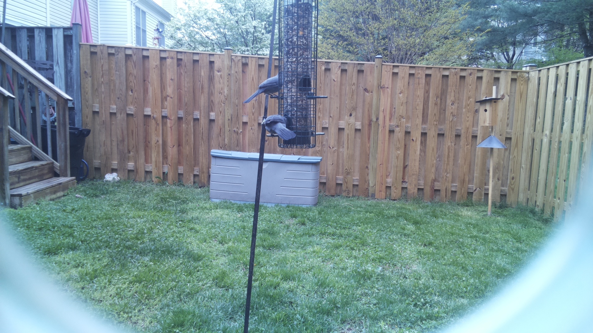 Looney Birds