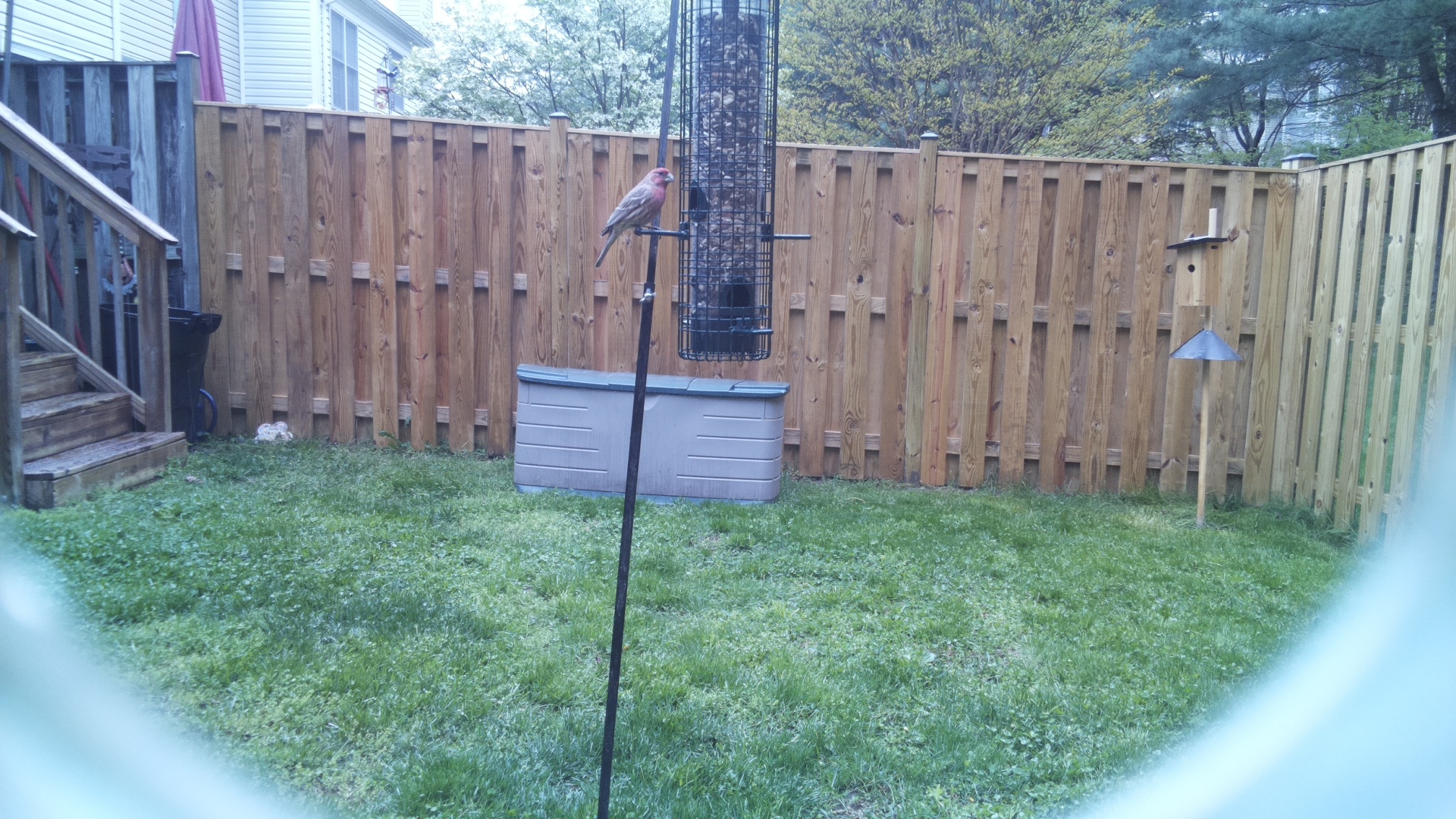 House Finch