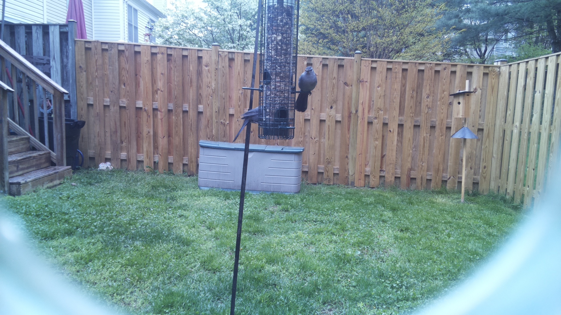 Grey Cuckooshrike