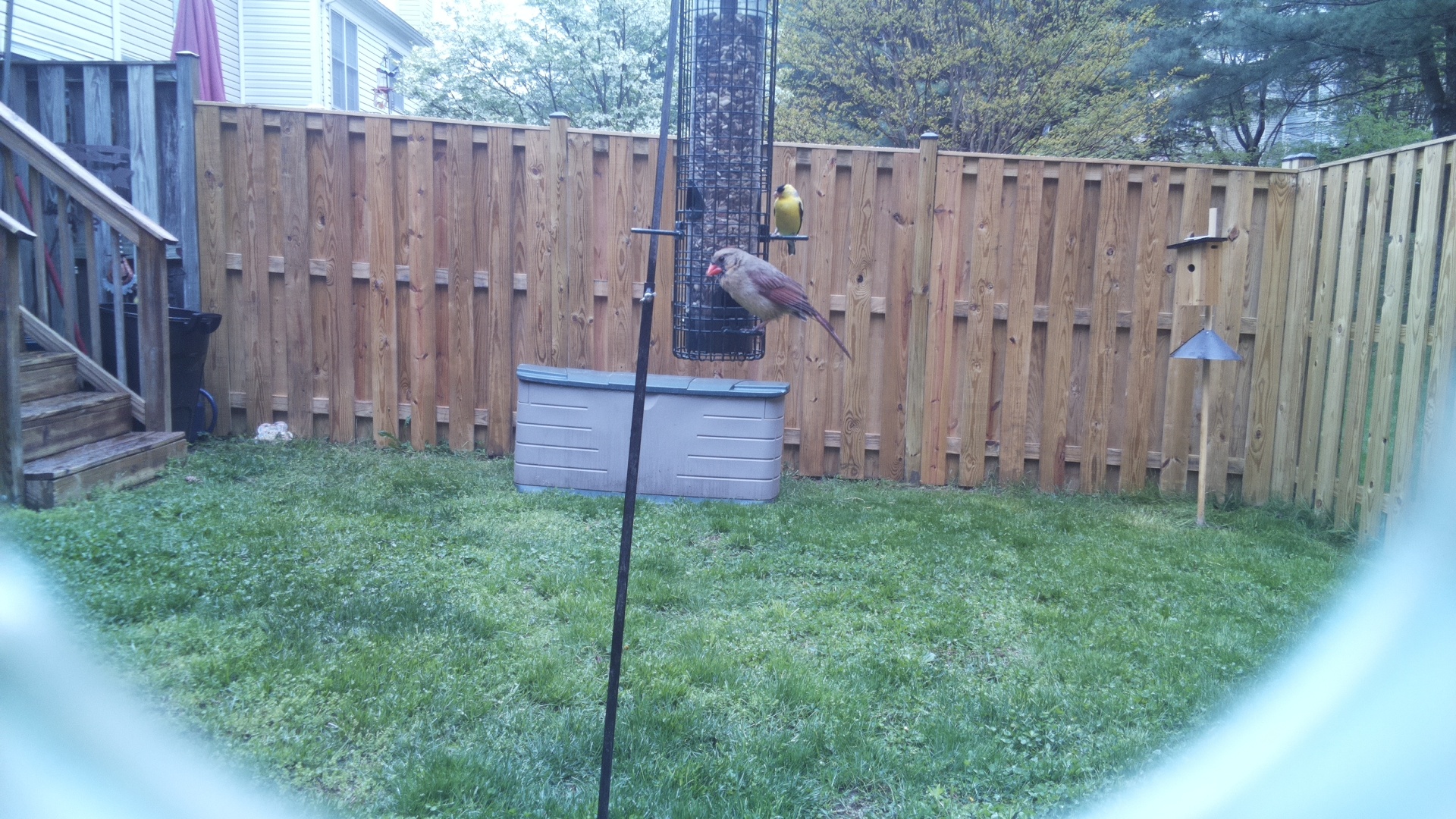 Pyrrhuloxia