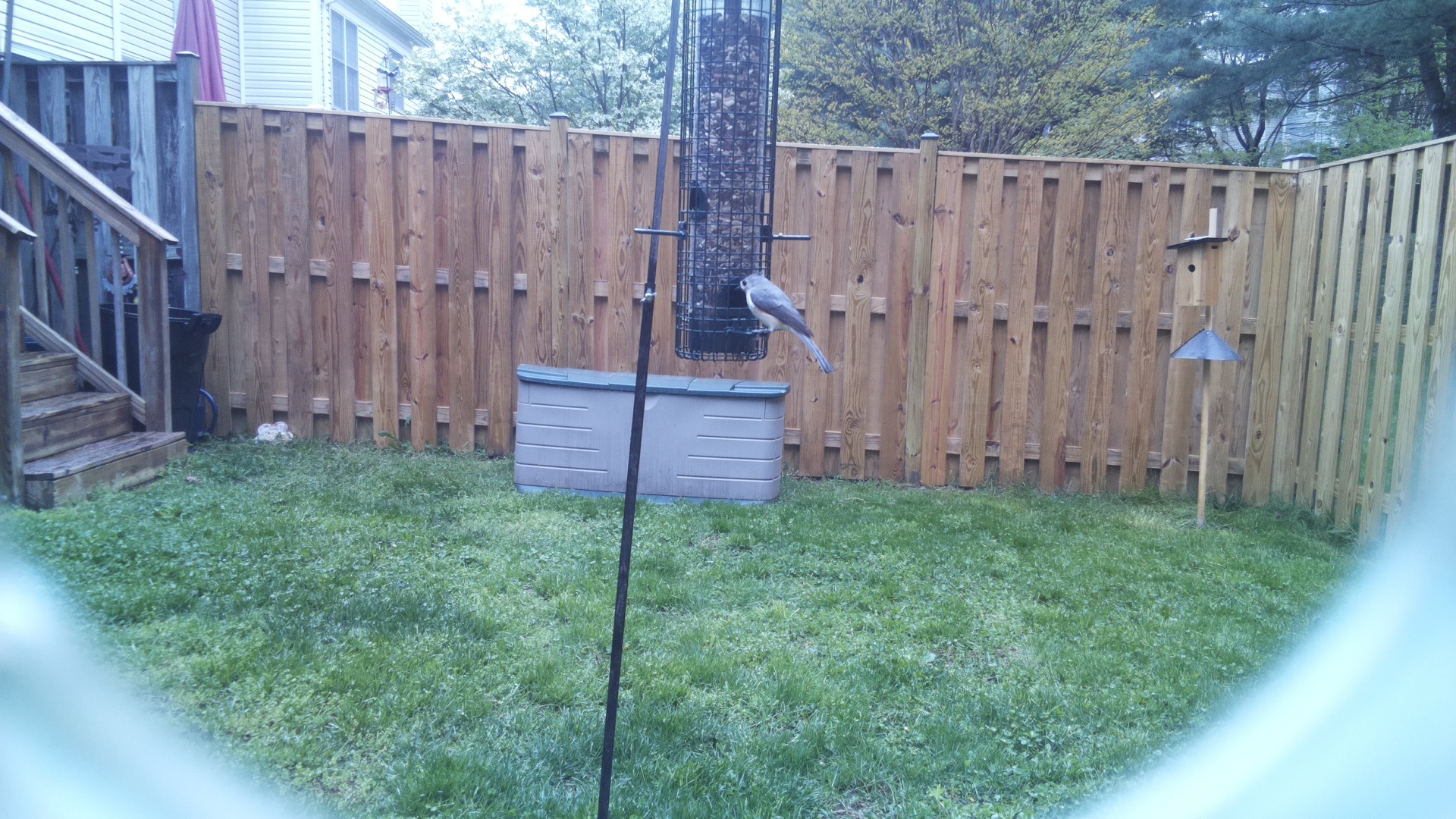 Crested Coua