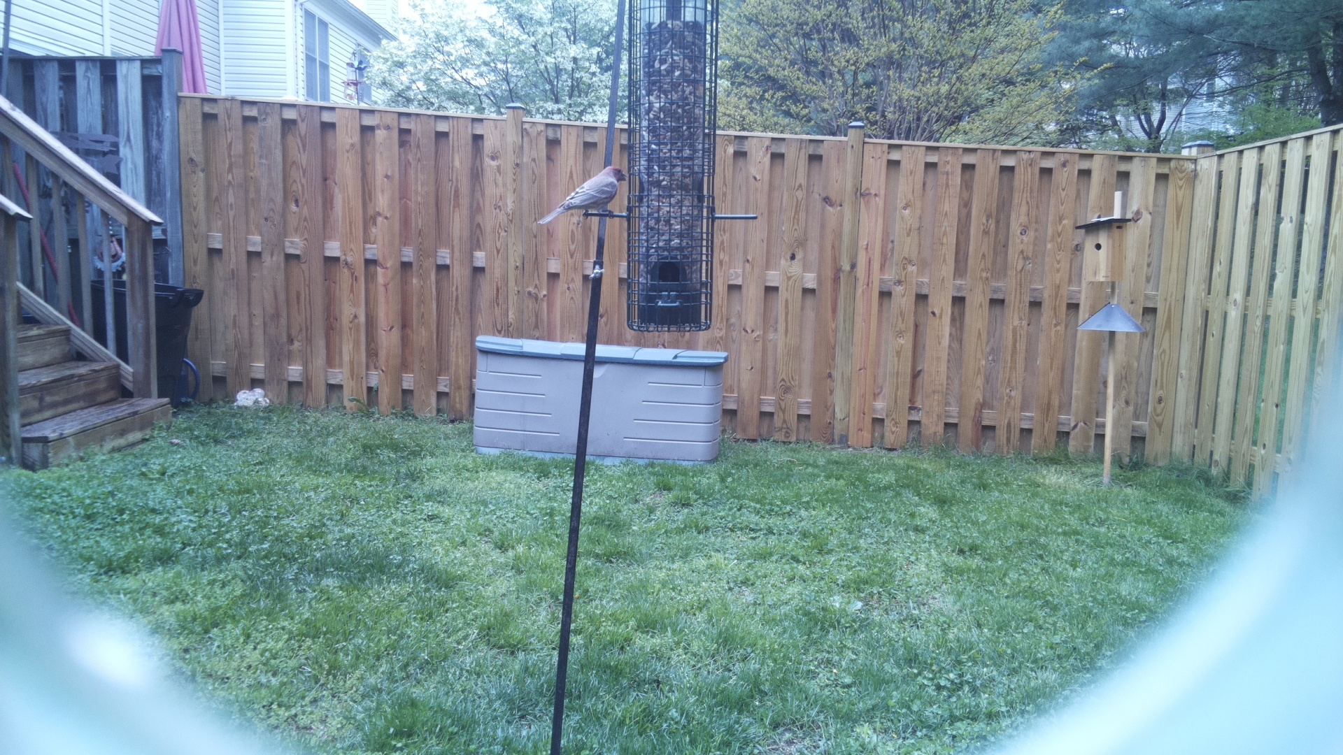 Brown Headed Cowbird