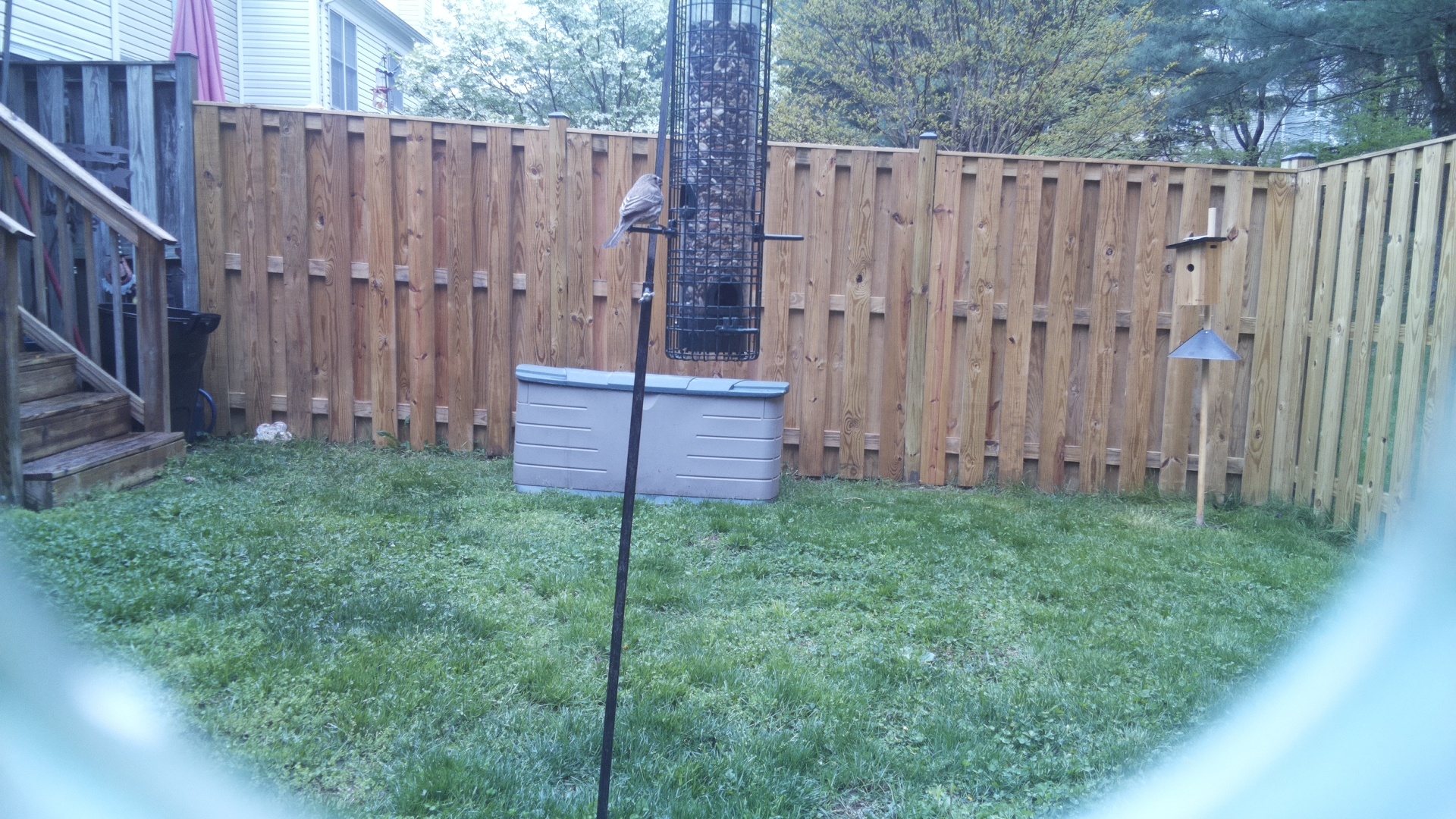 Grey Cuckooshrike