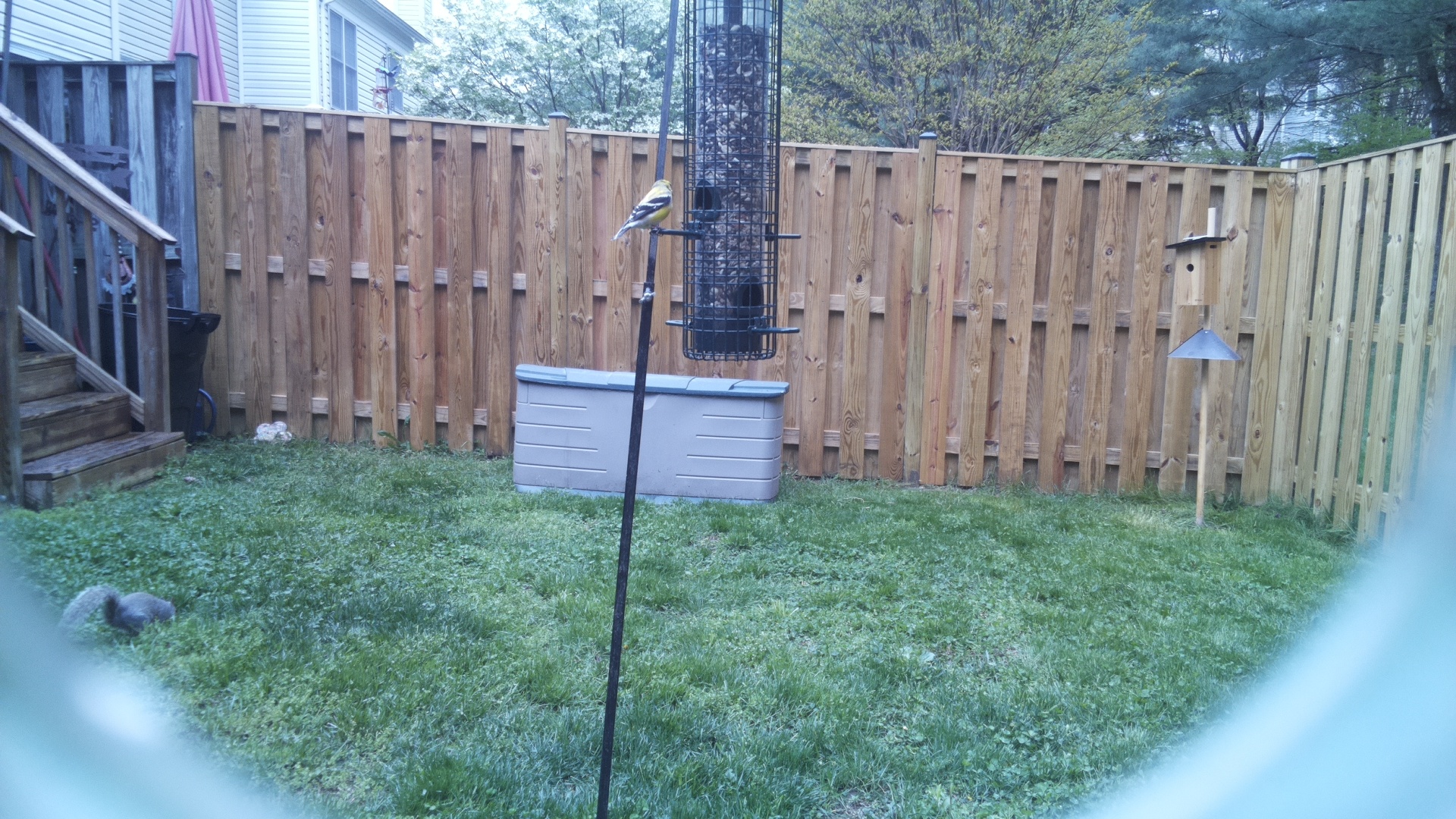Andean Siskin