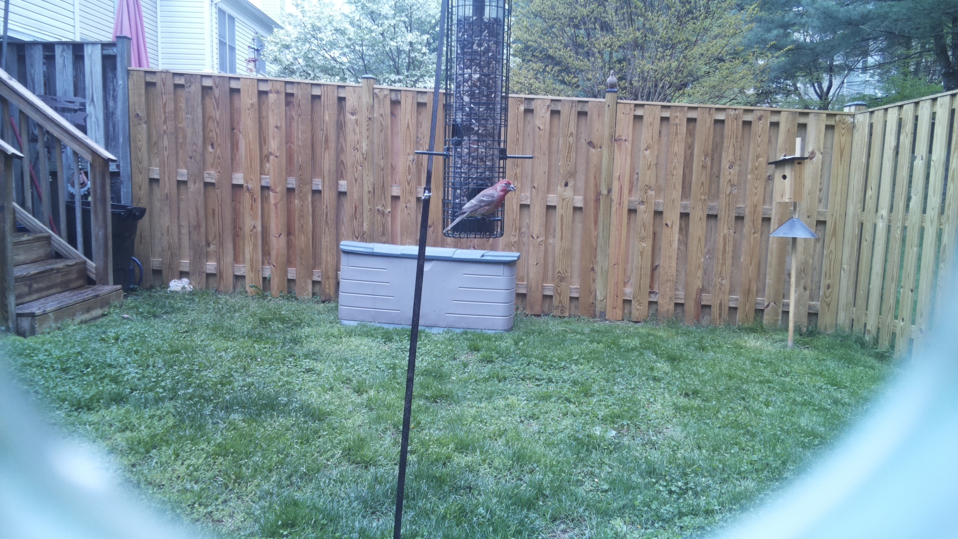 House Finch