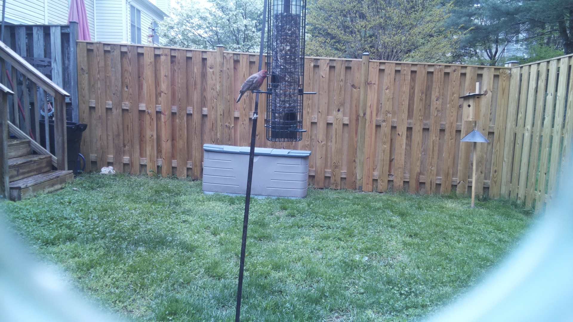 House Finch