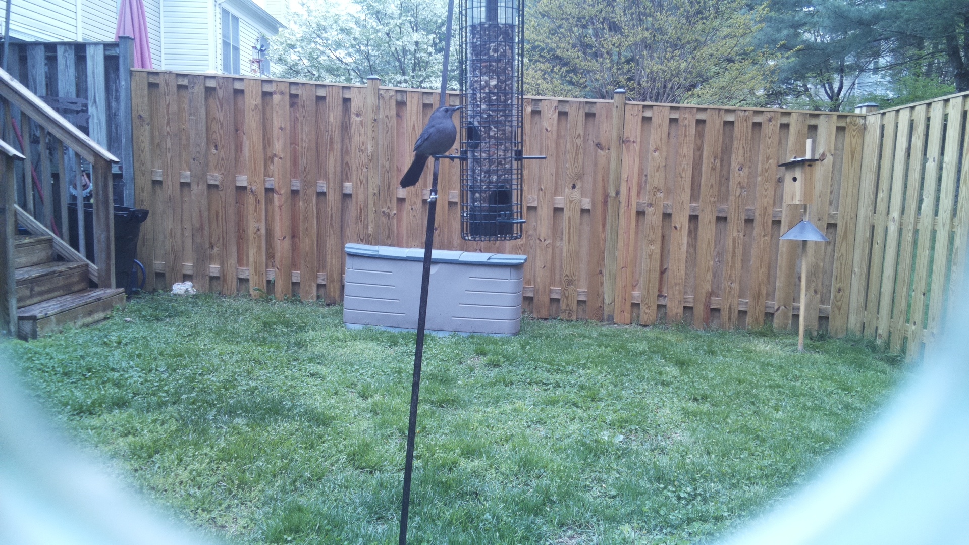 Grey Cuckooshrike