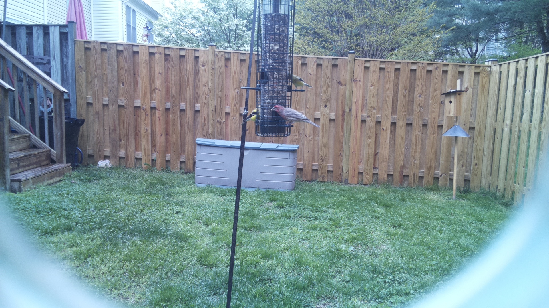 House Finch