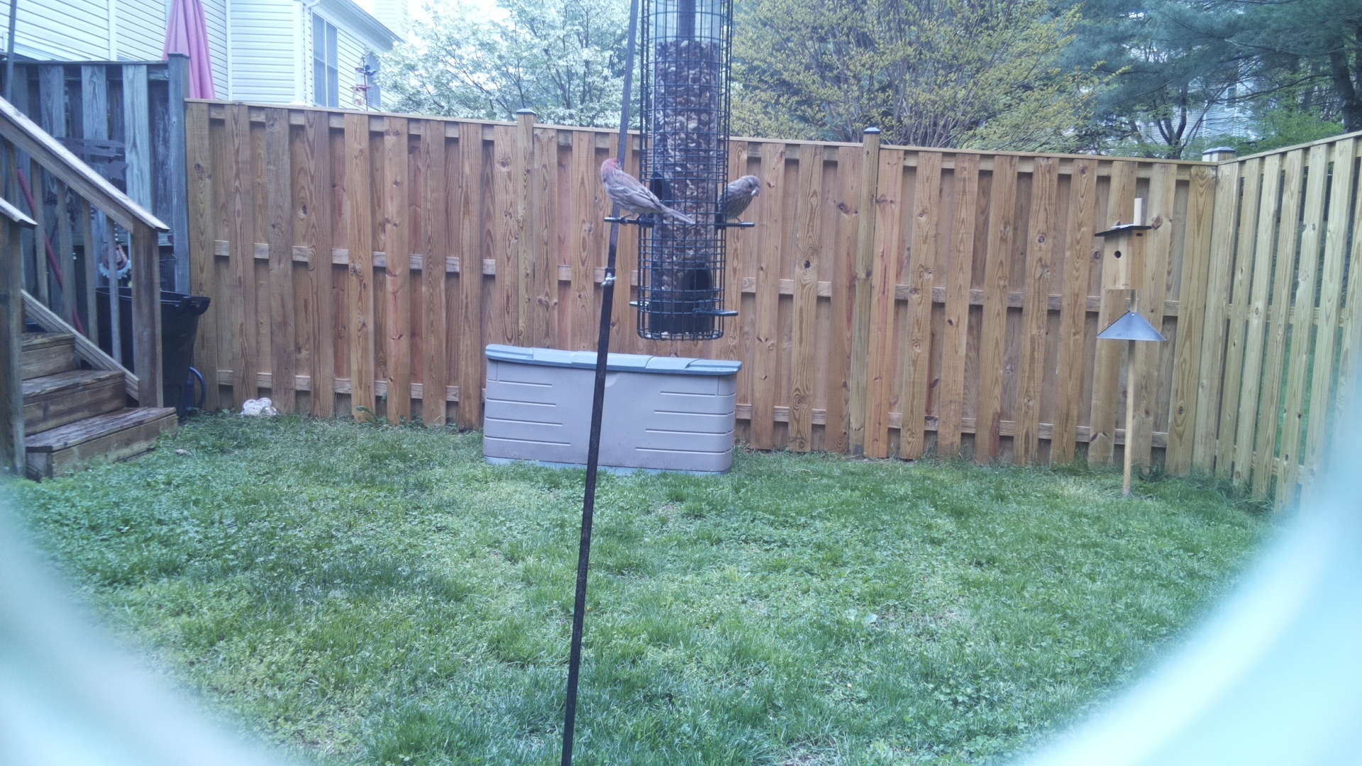 House Finch