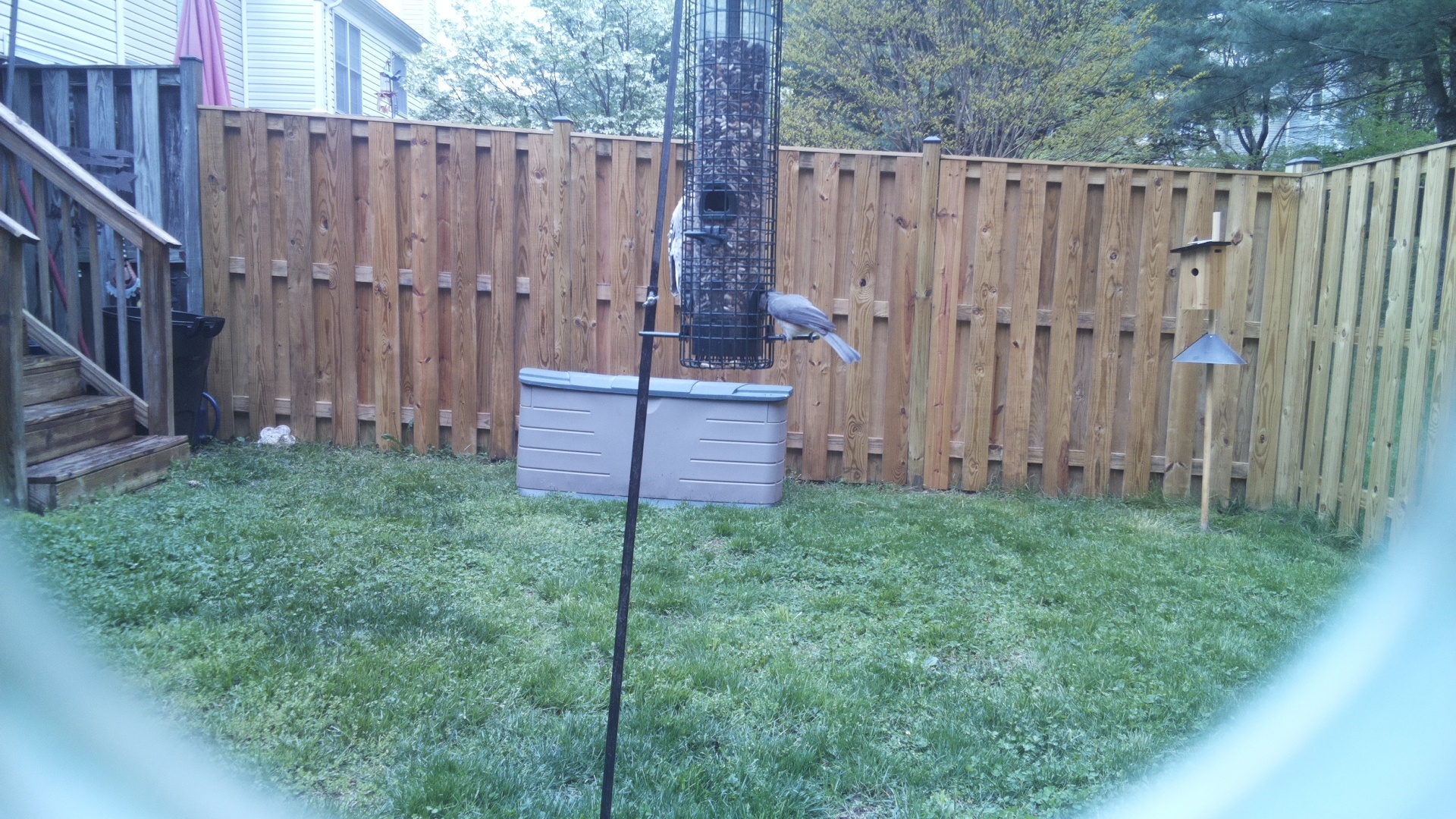 Blue Gray Gnatcatcher