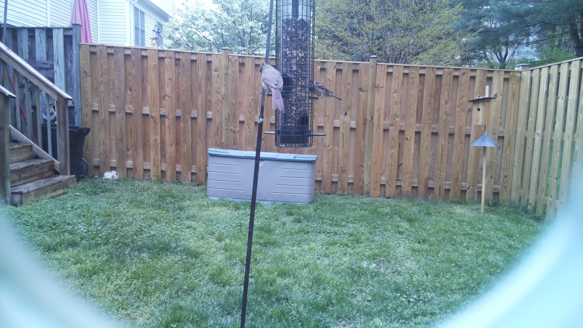 Jacobin Pigeon