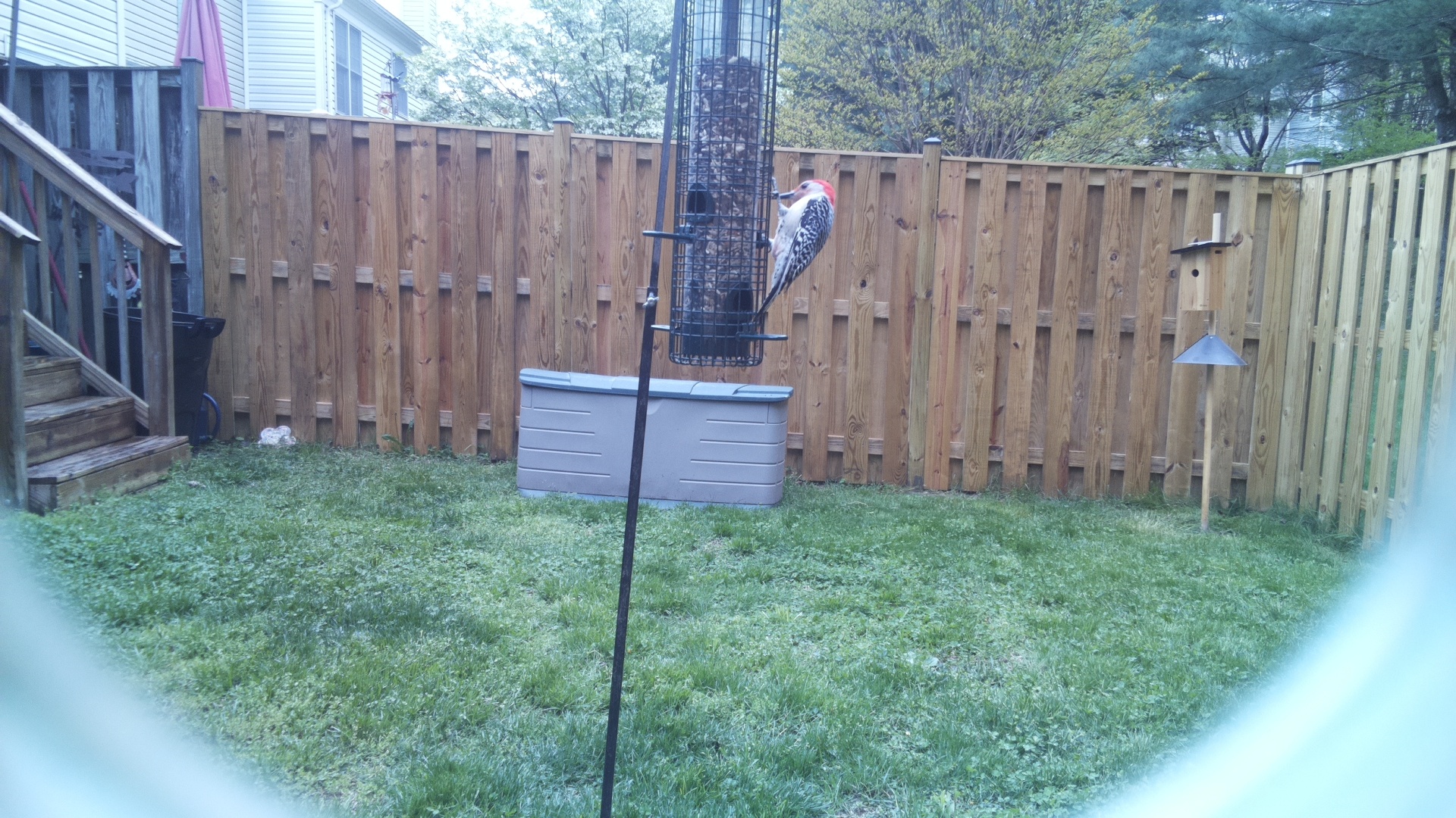 Red Headed Woodpecker