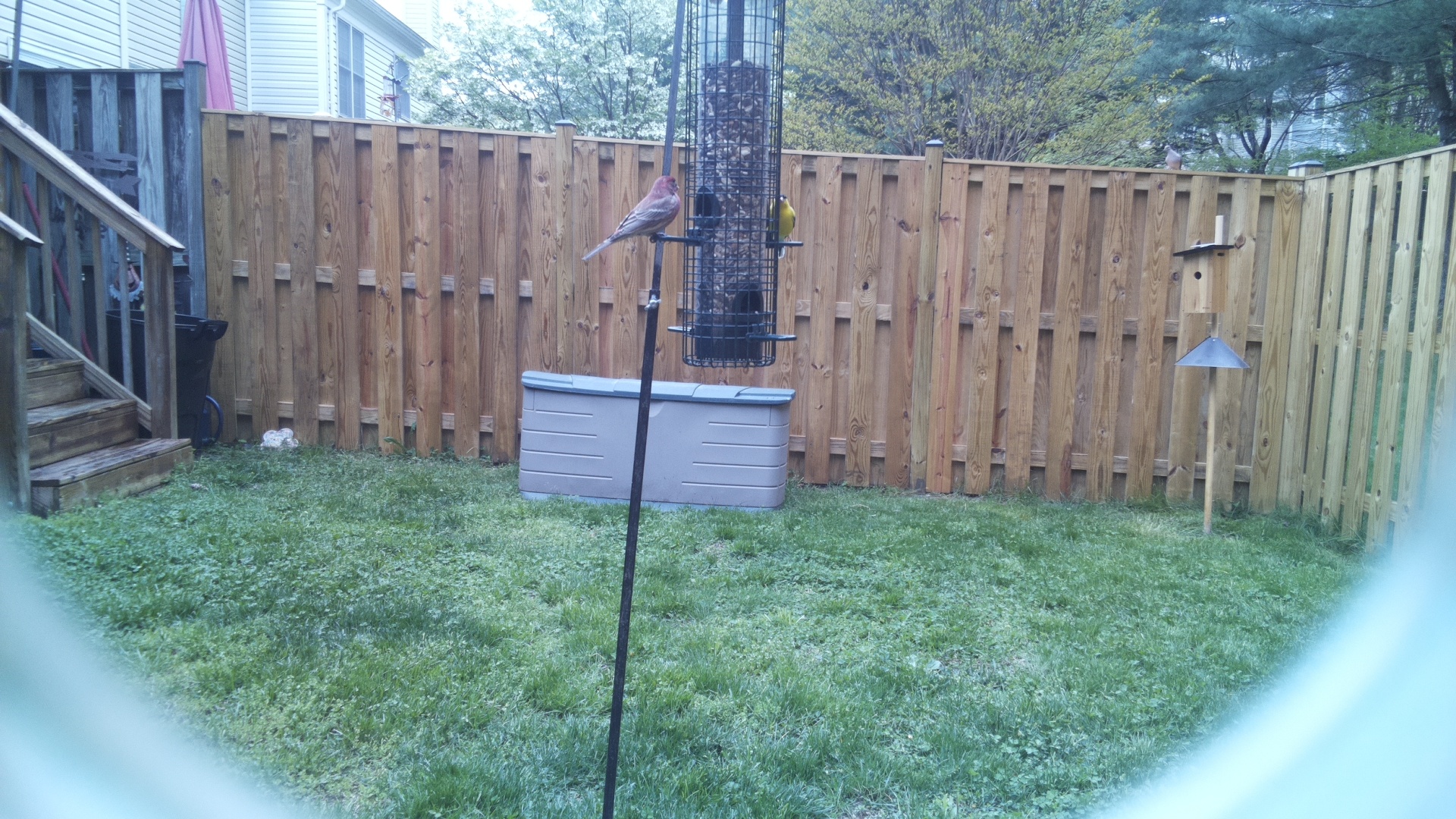 House Finch