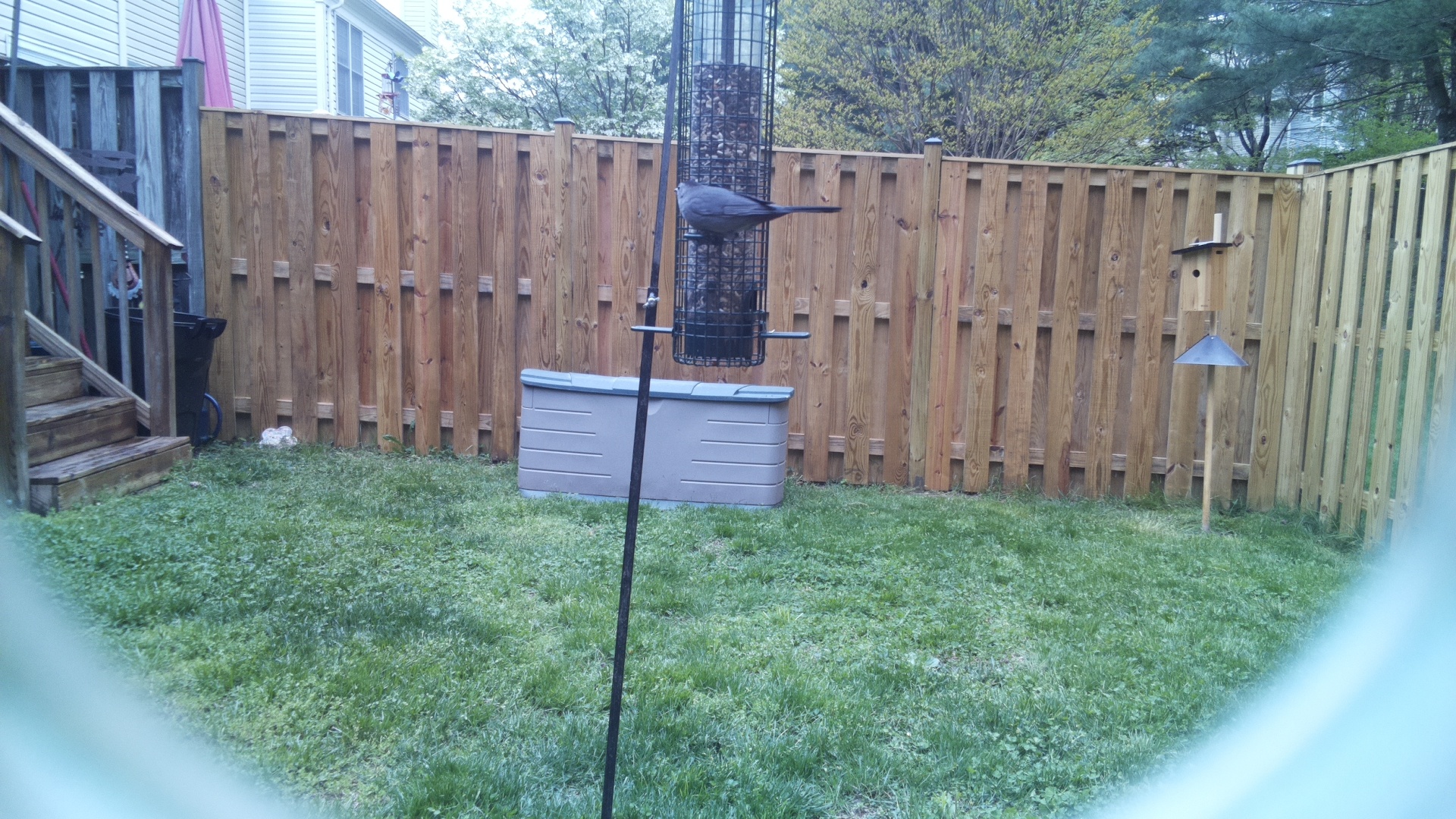 Grey Cuckooshrike