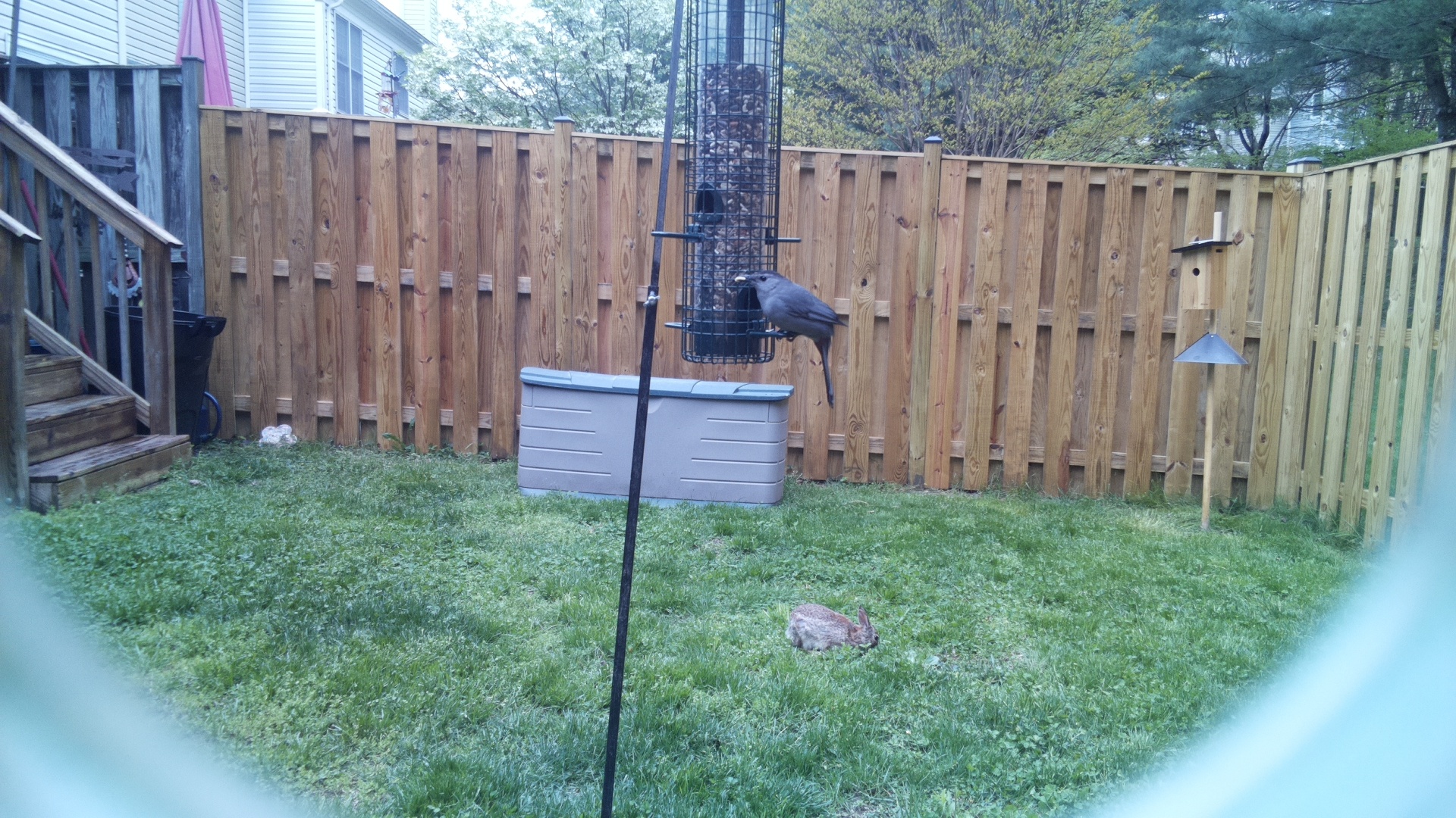 Grey Cuckooshrike